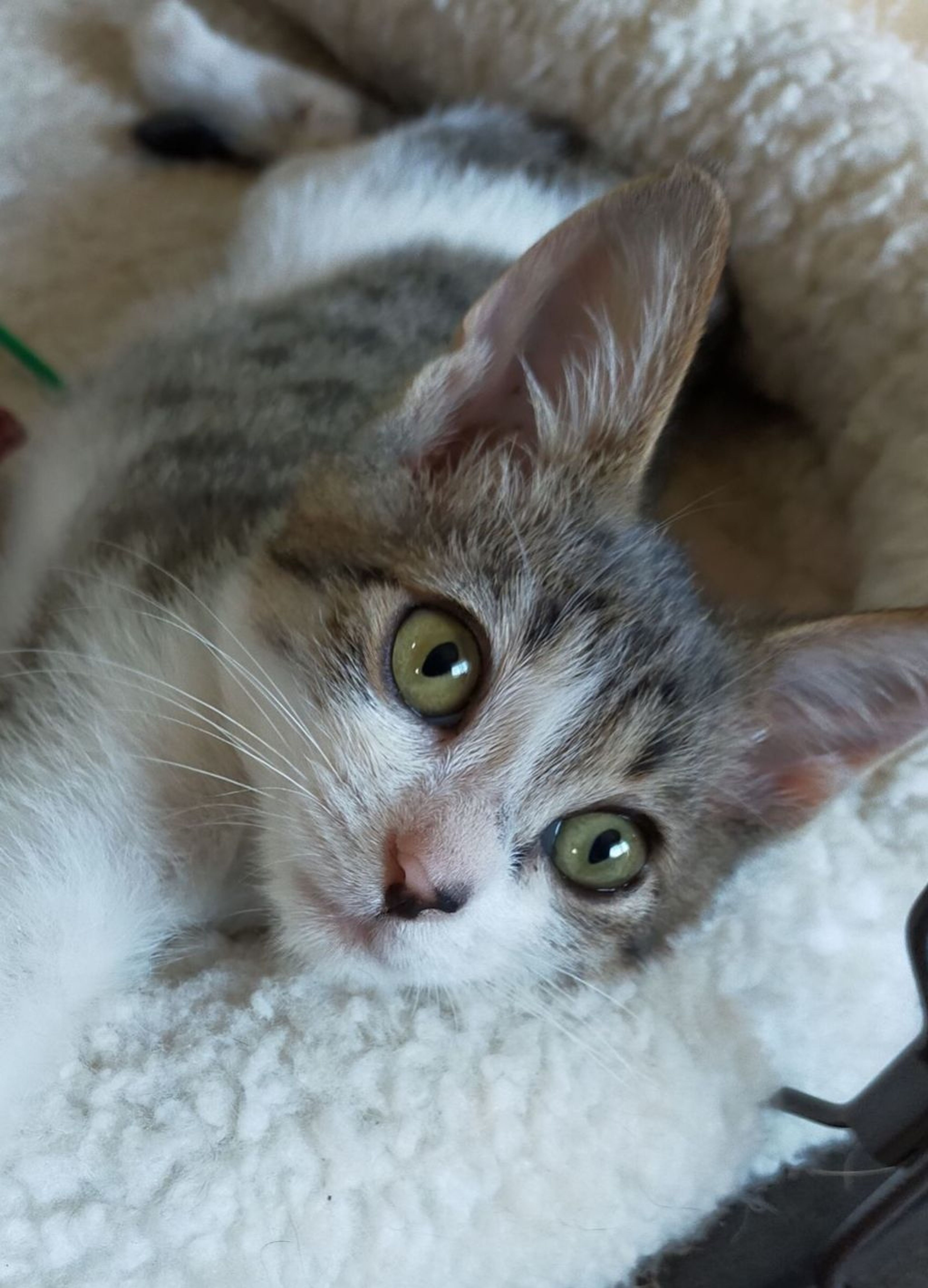pet-image-3