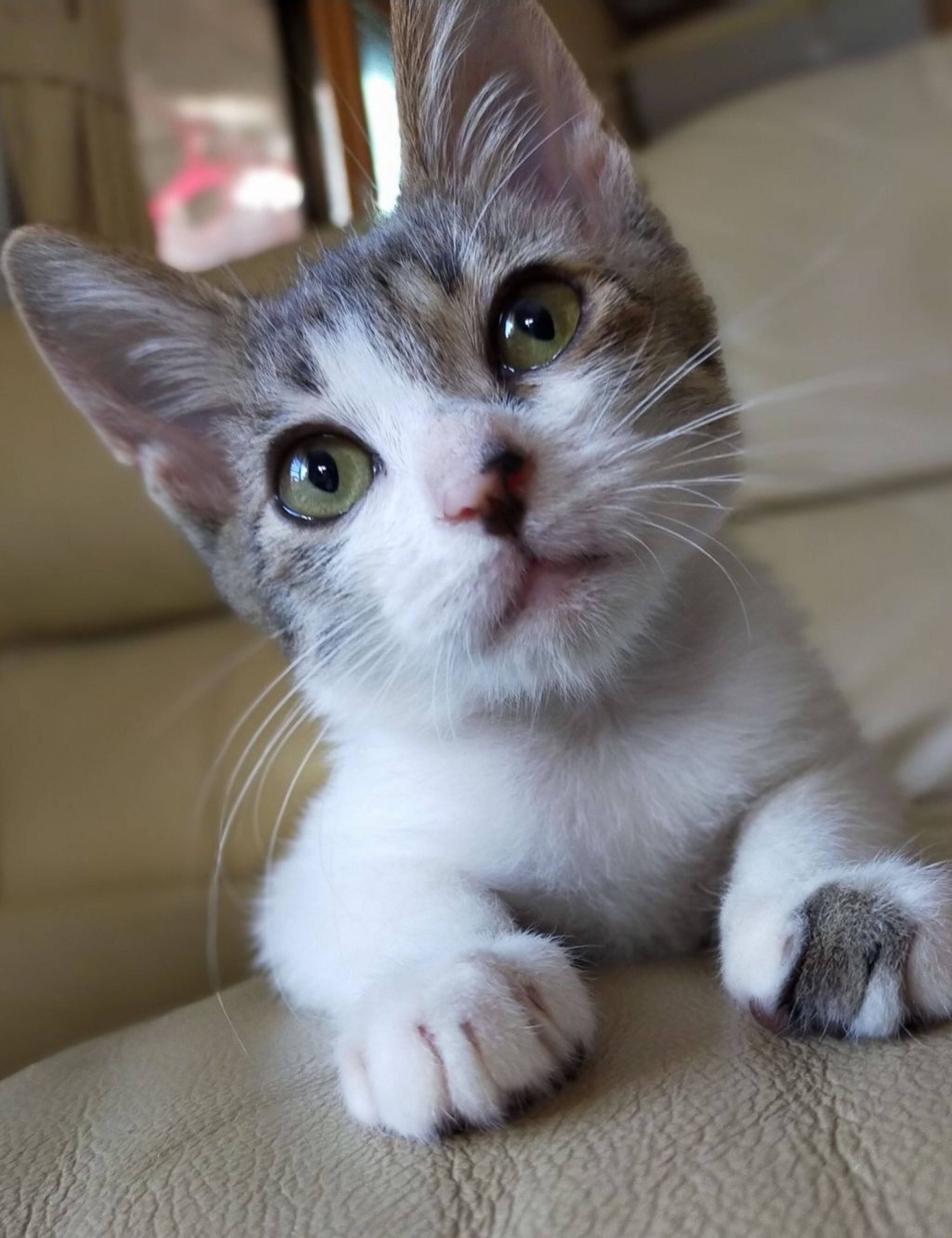 pet-image-4