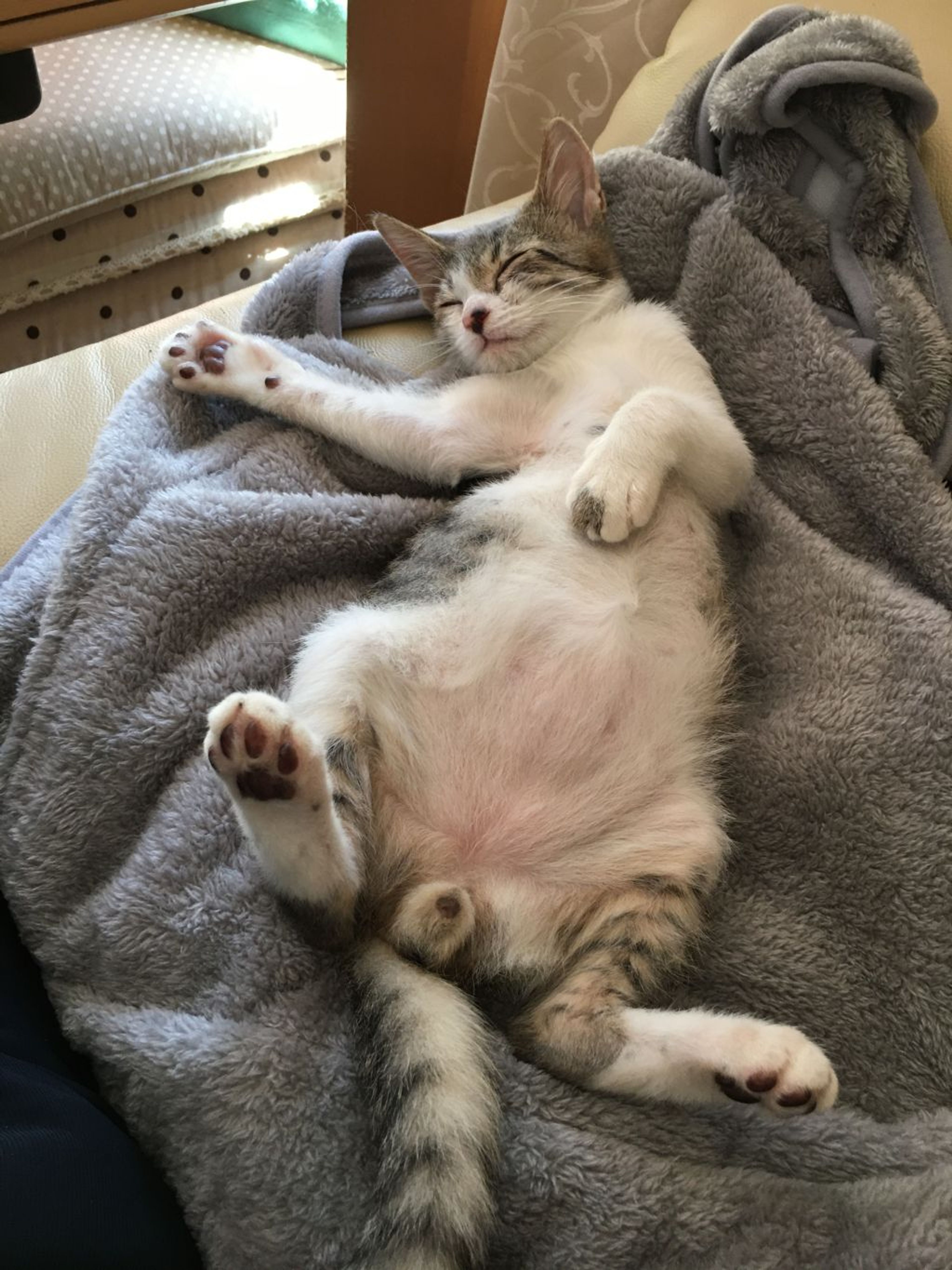 pet-image-6