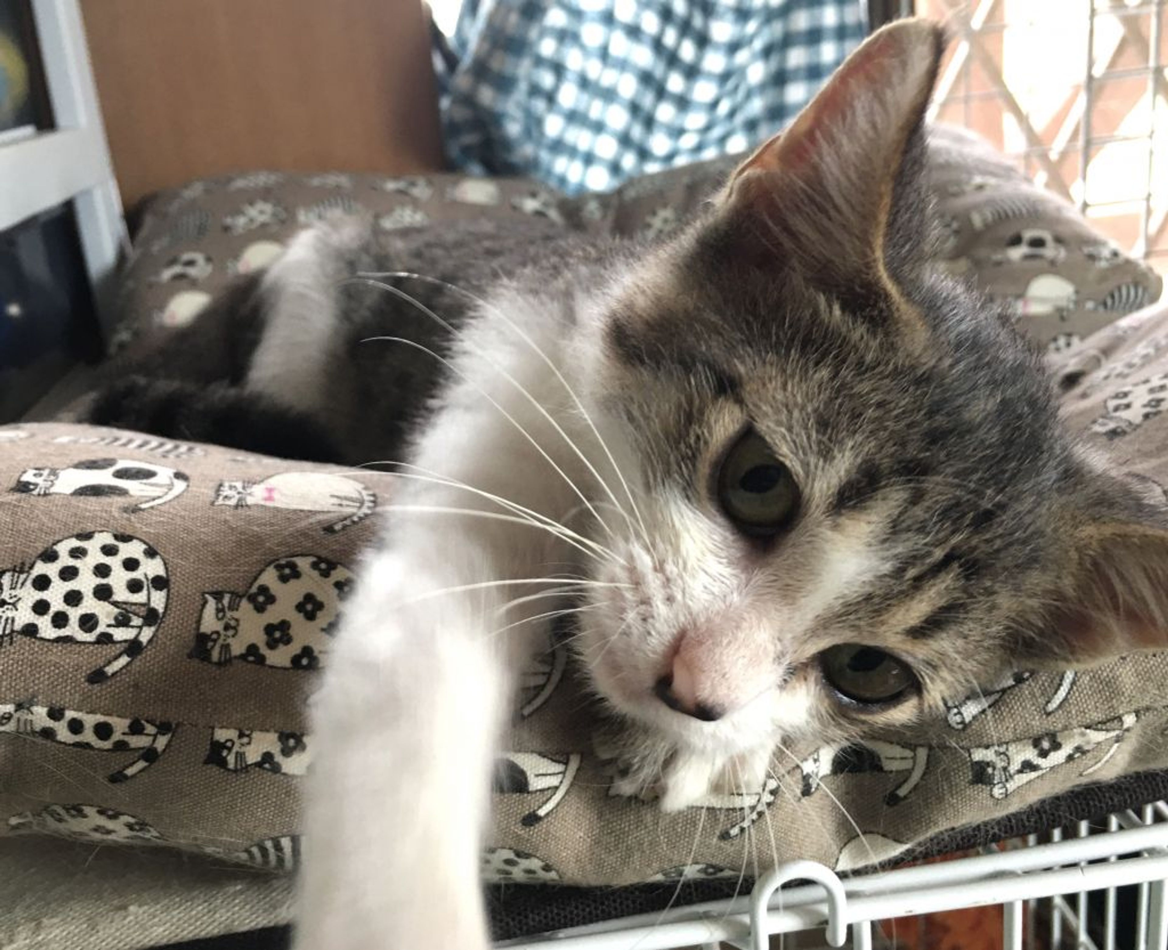 pet-image-7