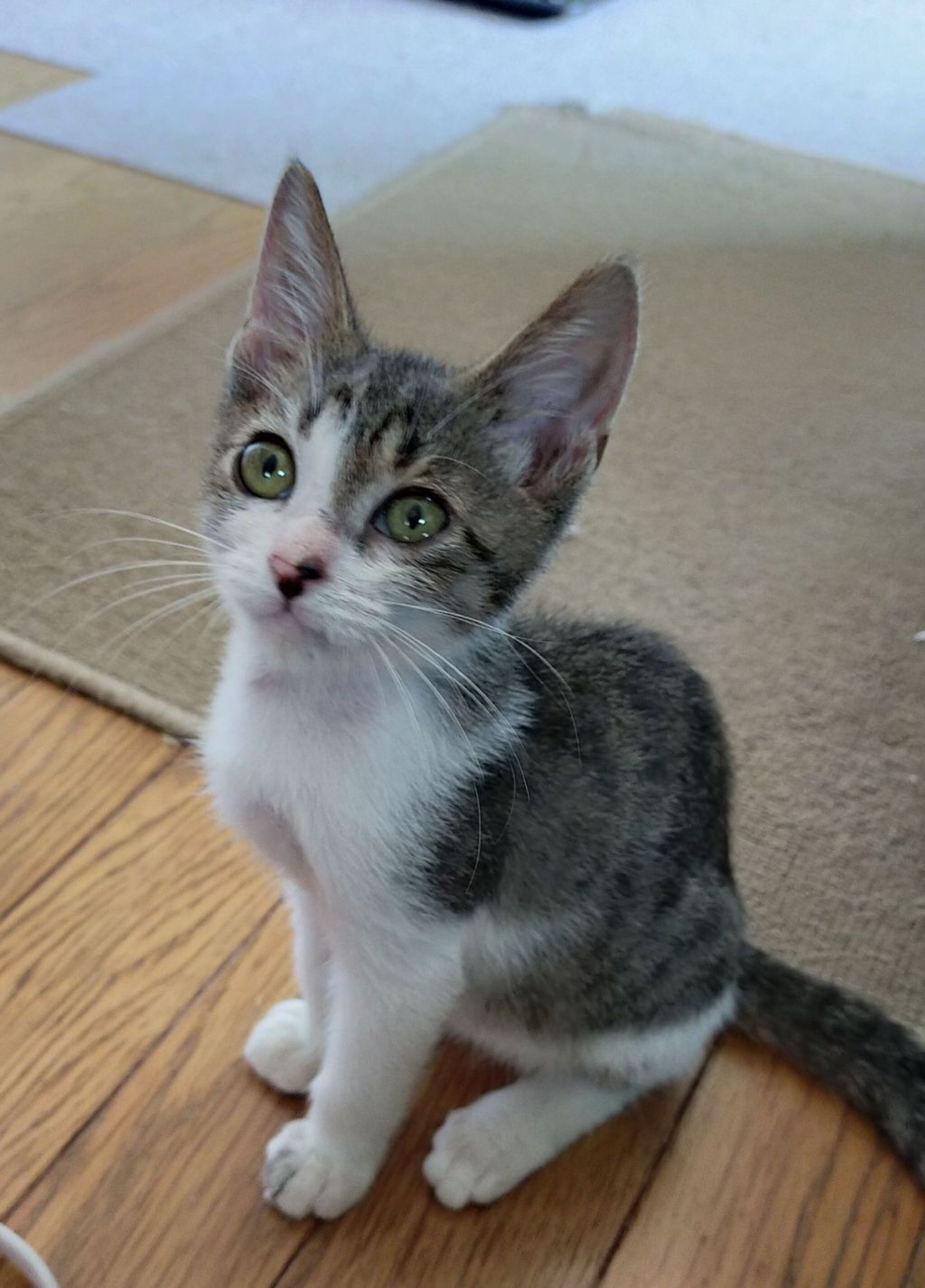 pet-image-8