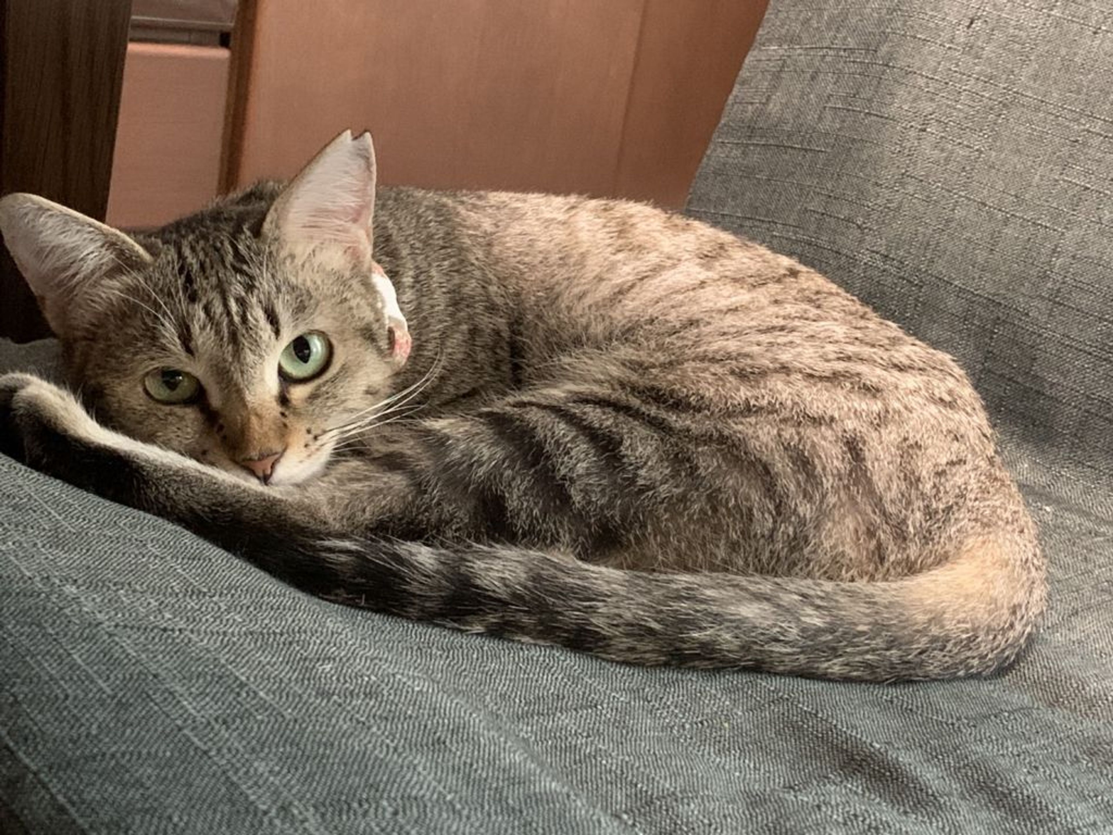 雑種（ミックス猫）・メスの里親募集の写真