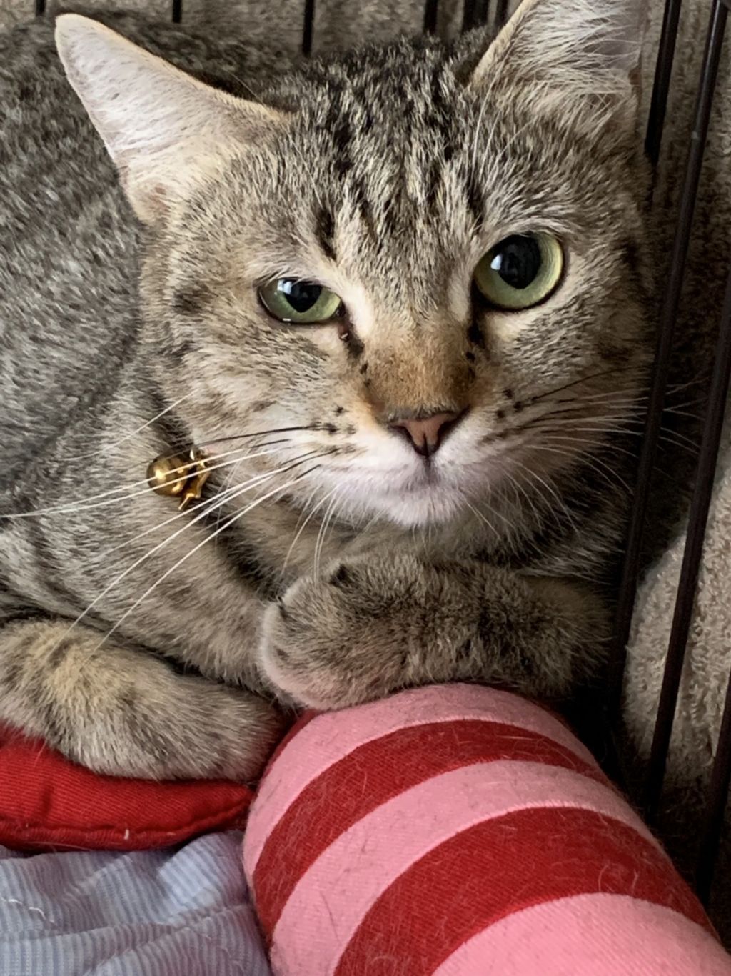 小顔でとっても美人【美海ちゃん】 | 雑種（ミックス猫