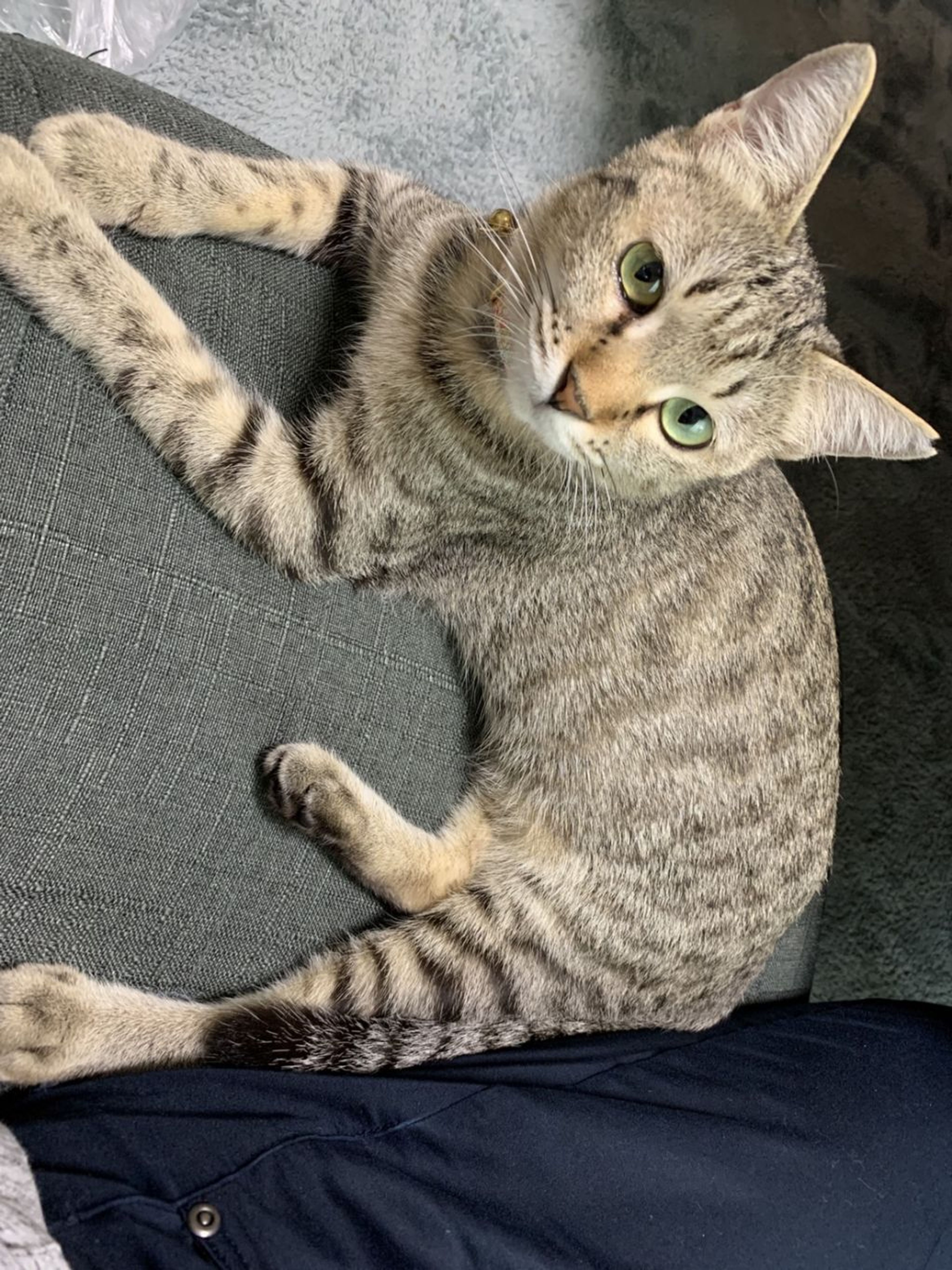 pet-image-3