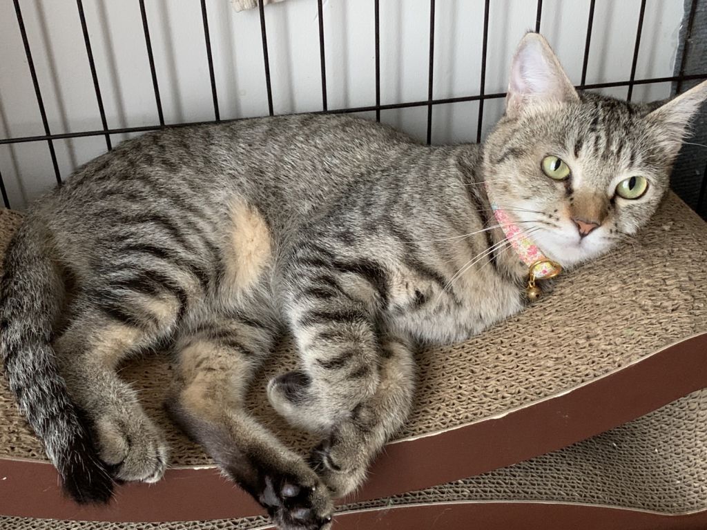 ☆☆ふりむき美人猫　優雅なひとときバッグ☆☆ ♥底はコロンと丸底♥ おっとり優雅な長毛美人✨ | 雑種（ミックス猫） | たんたん保護