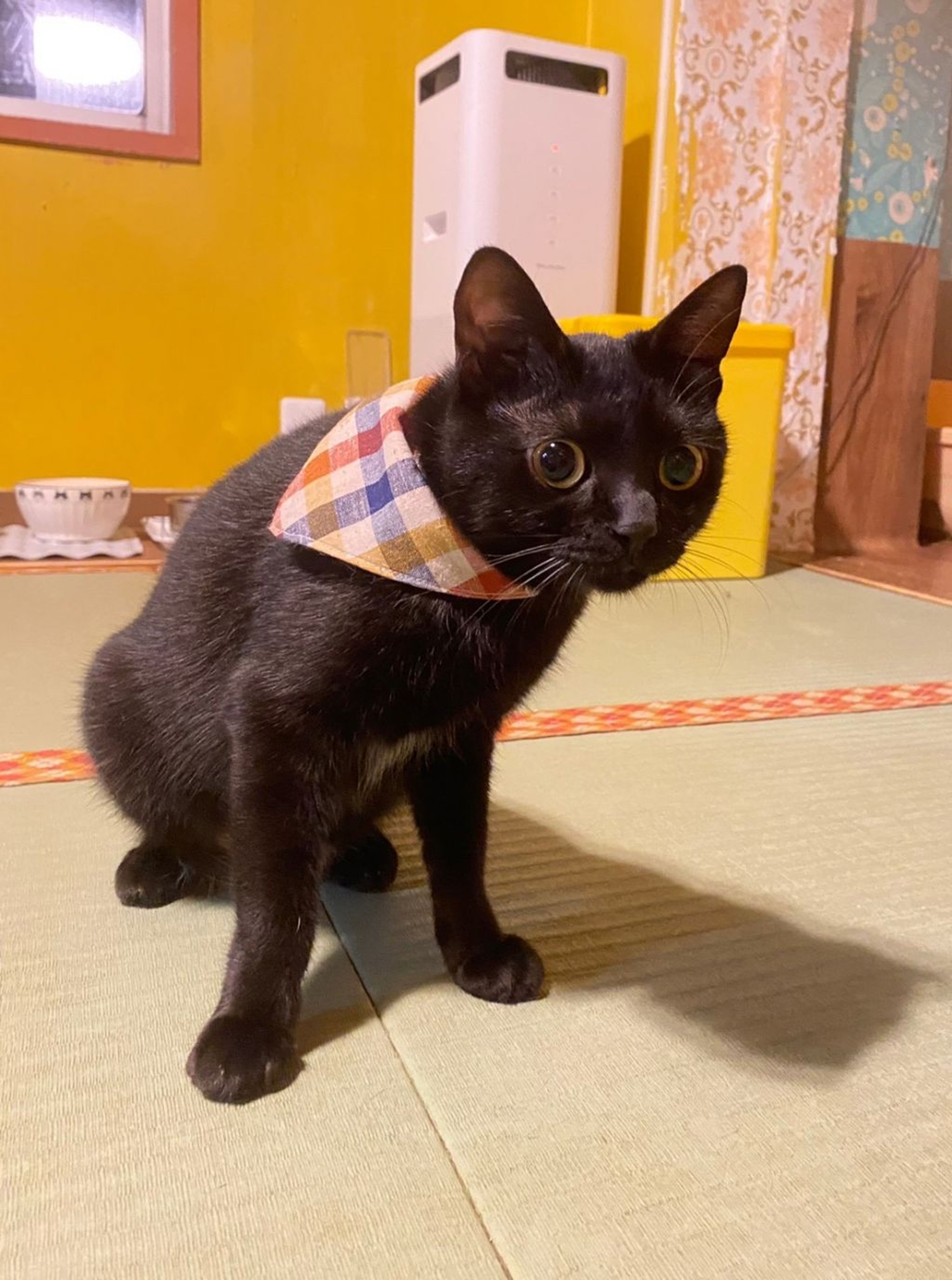 pet-image-2