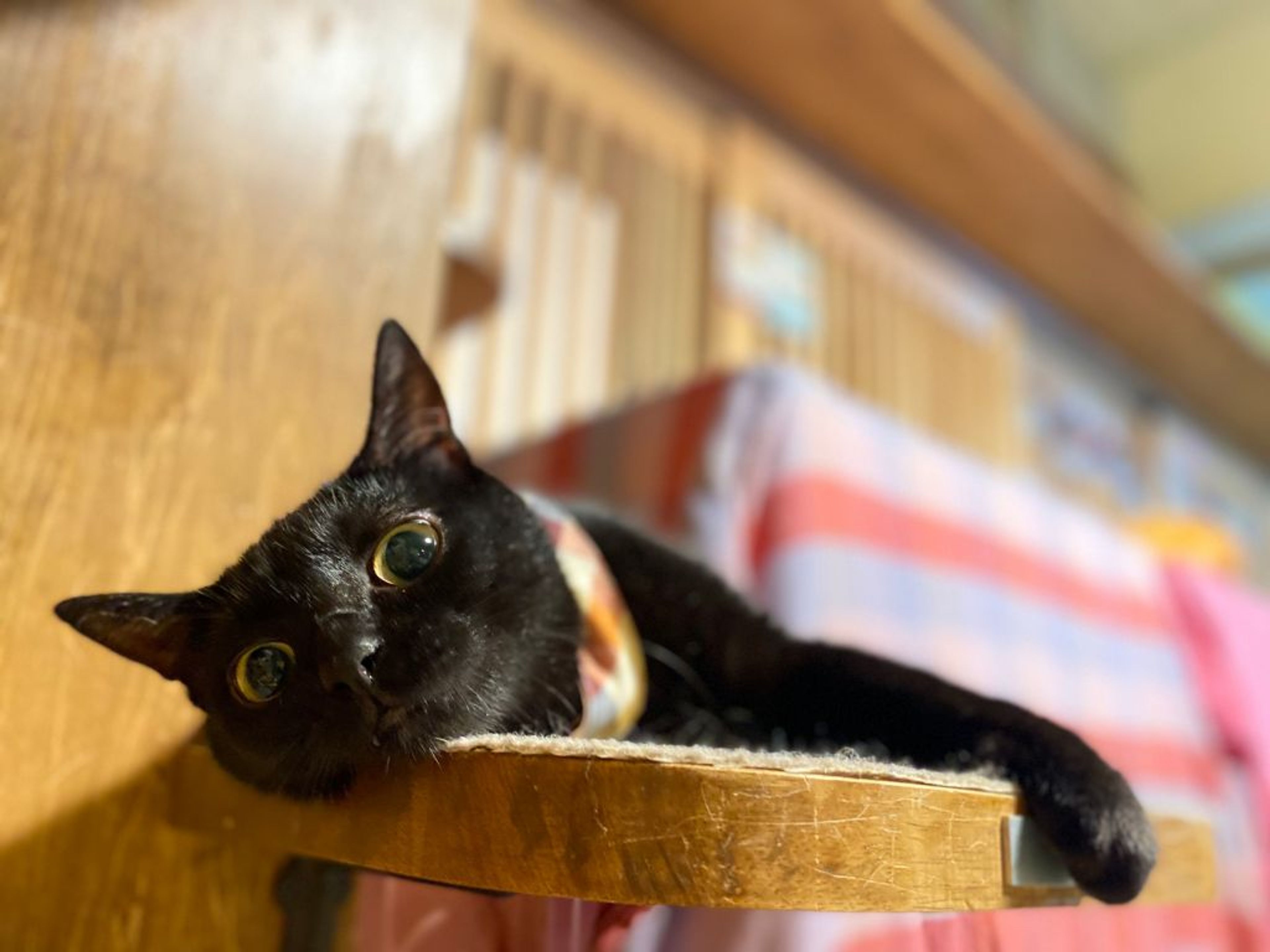 pet-image-4