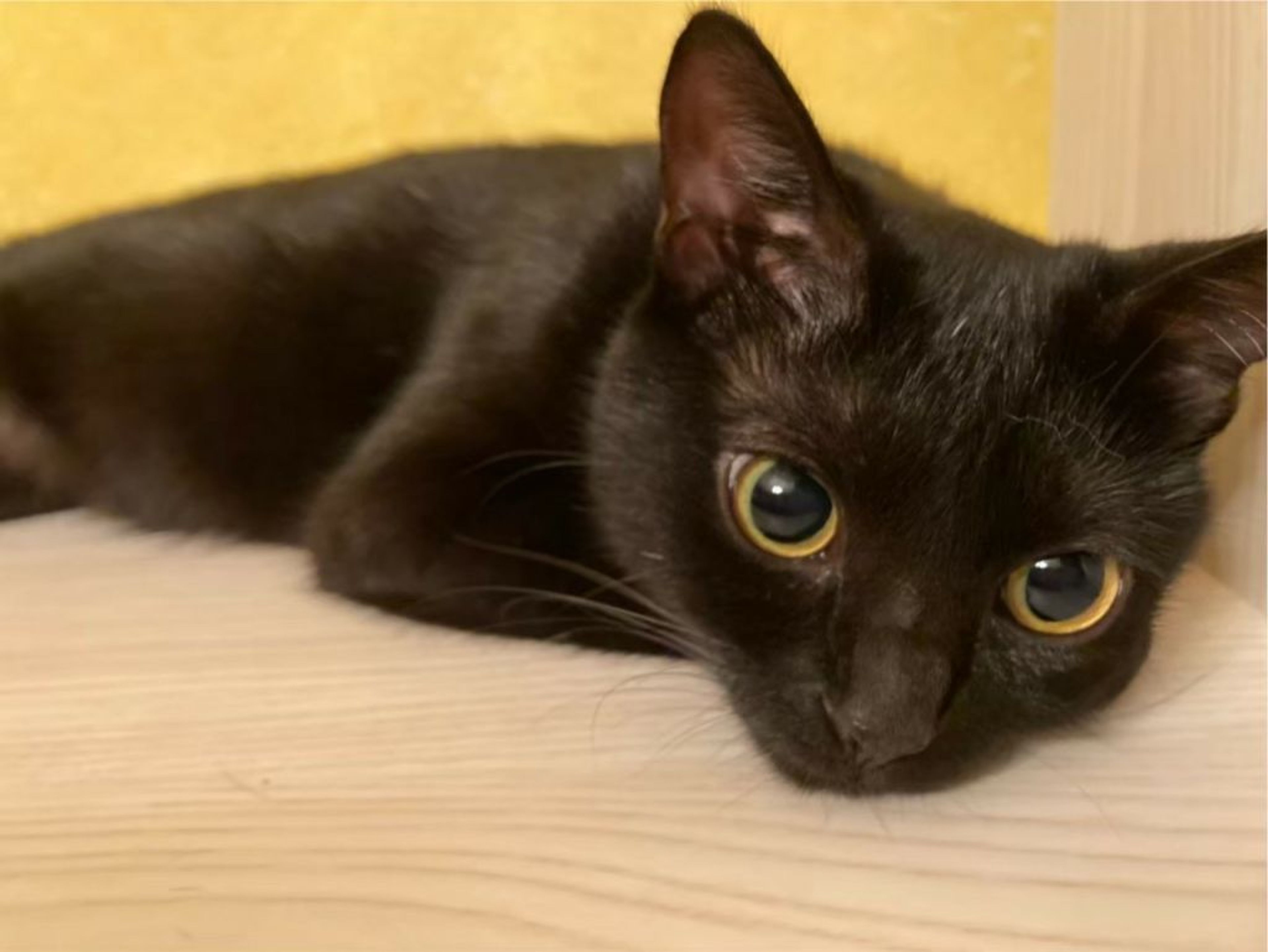 pet-image-6
