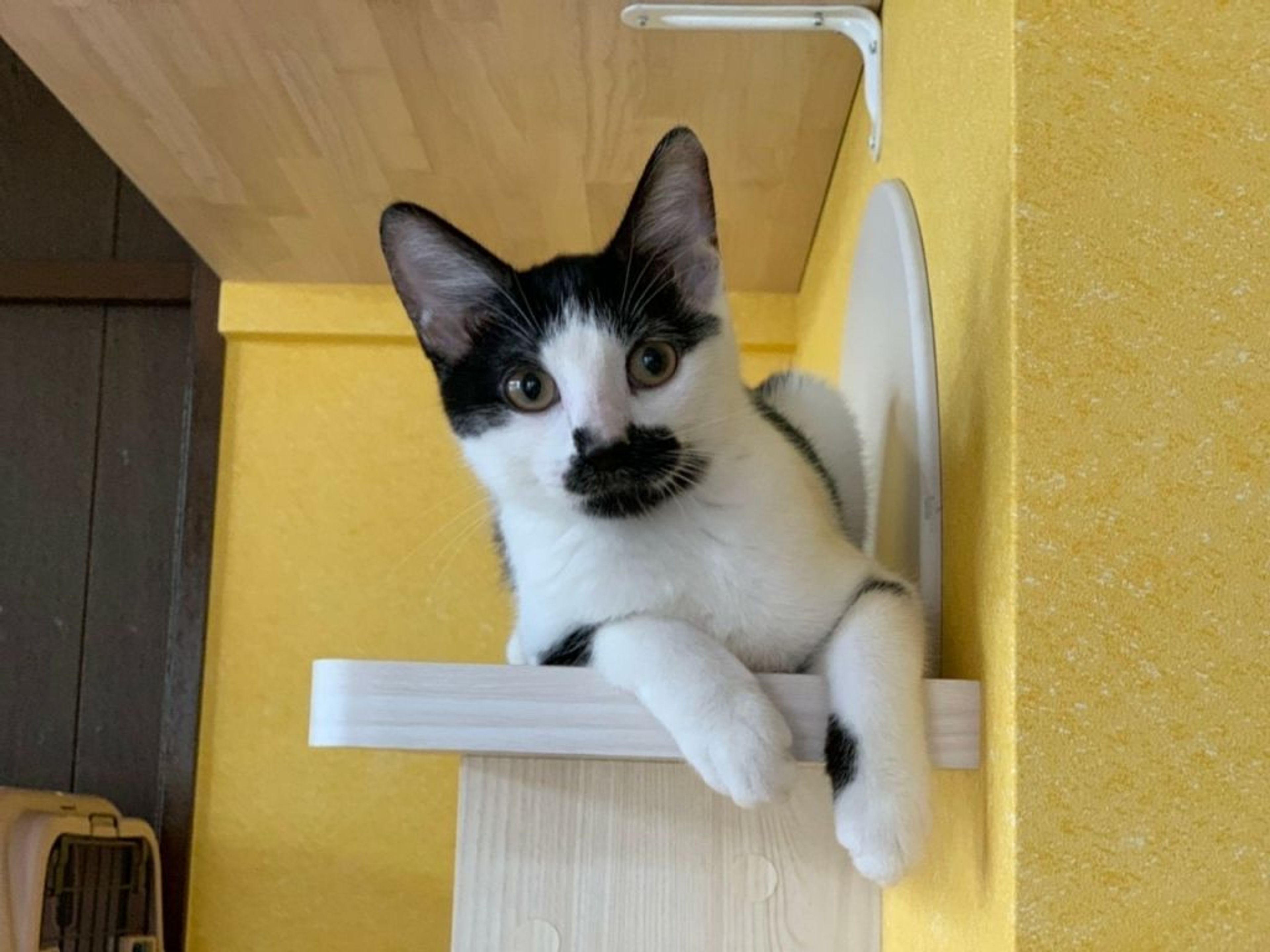 pet-image-7