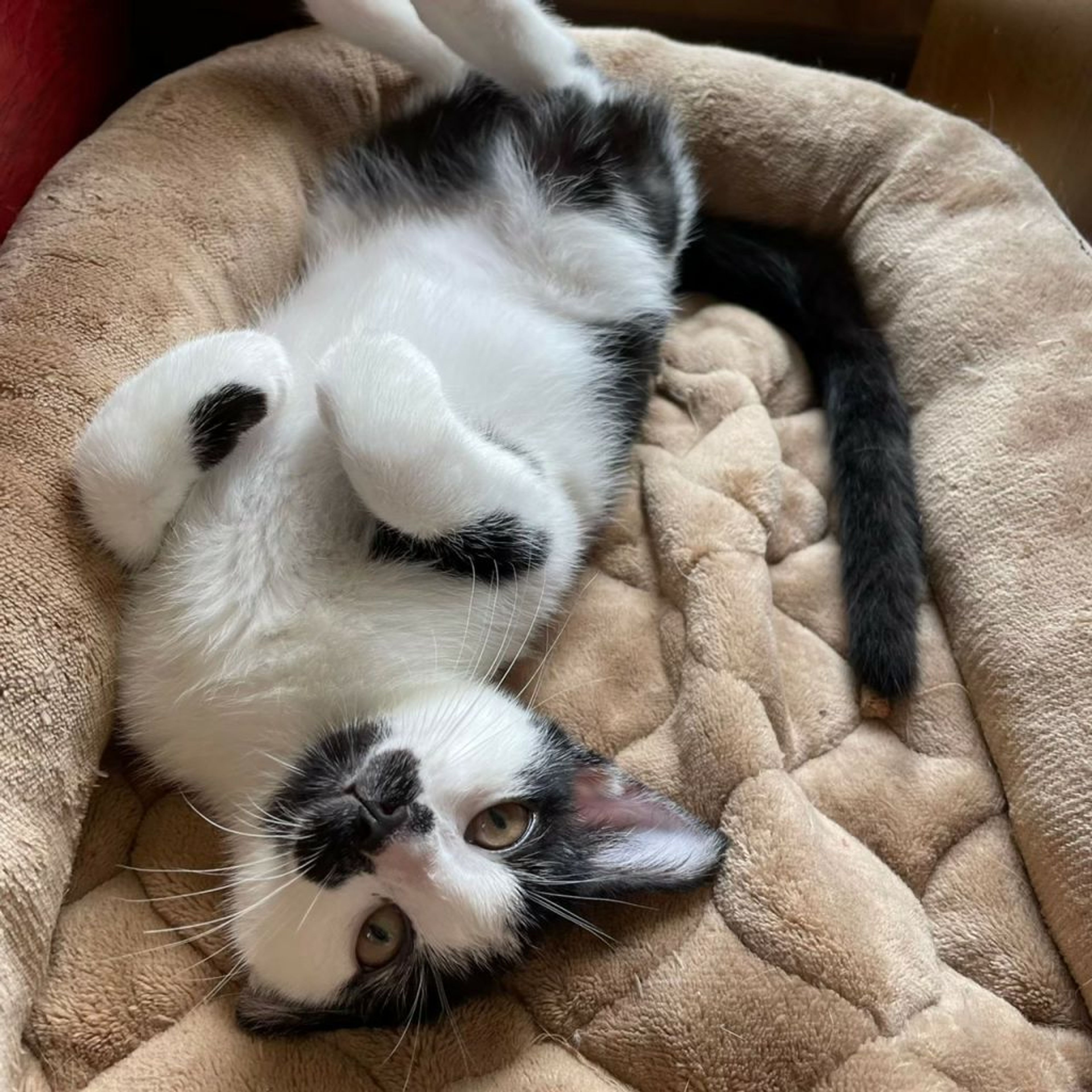 pet-image-8
