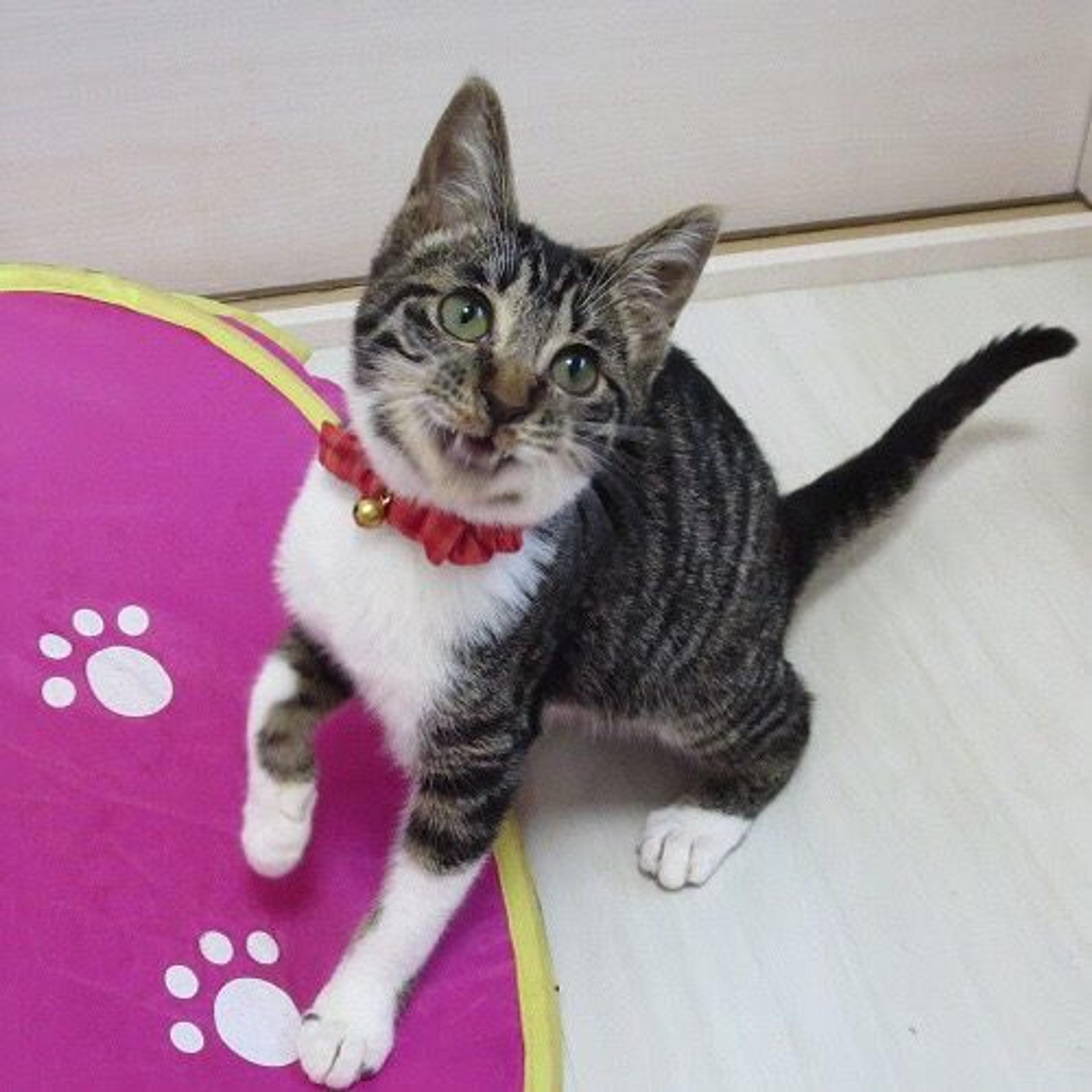 pet-image-3