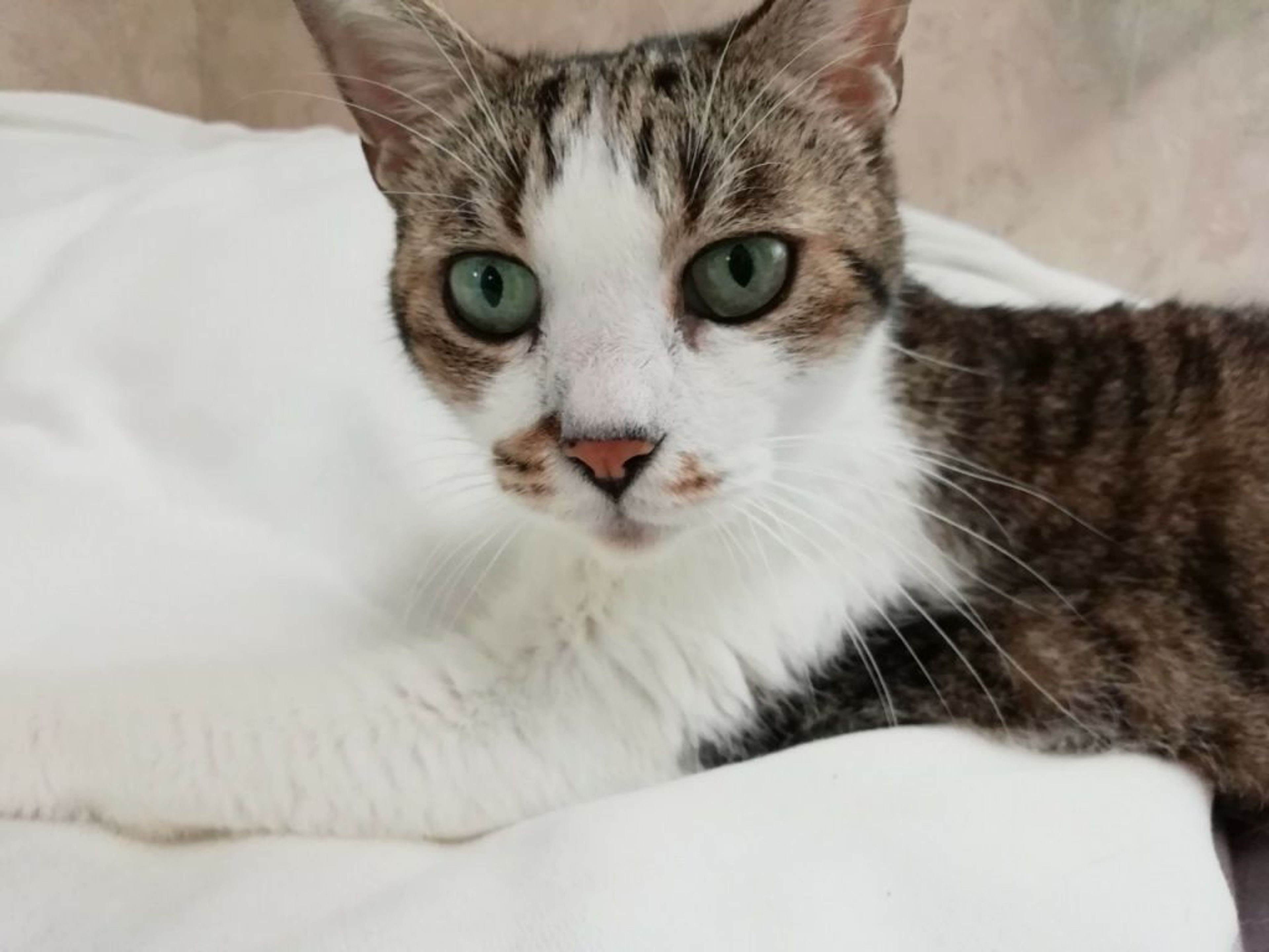 雑種（ミックス猫）・メスの里親募集の写真