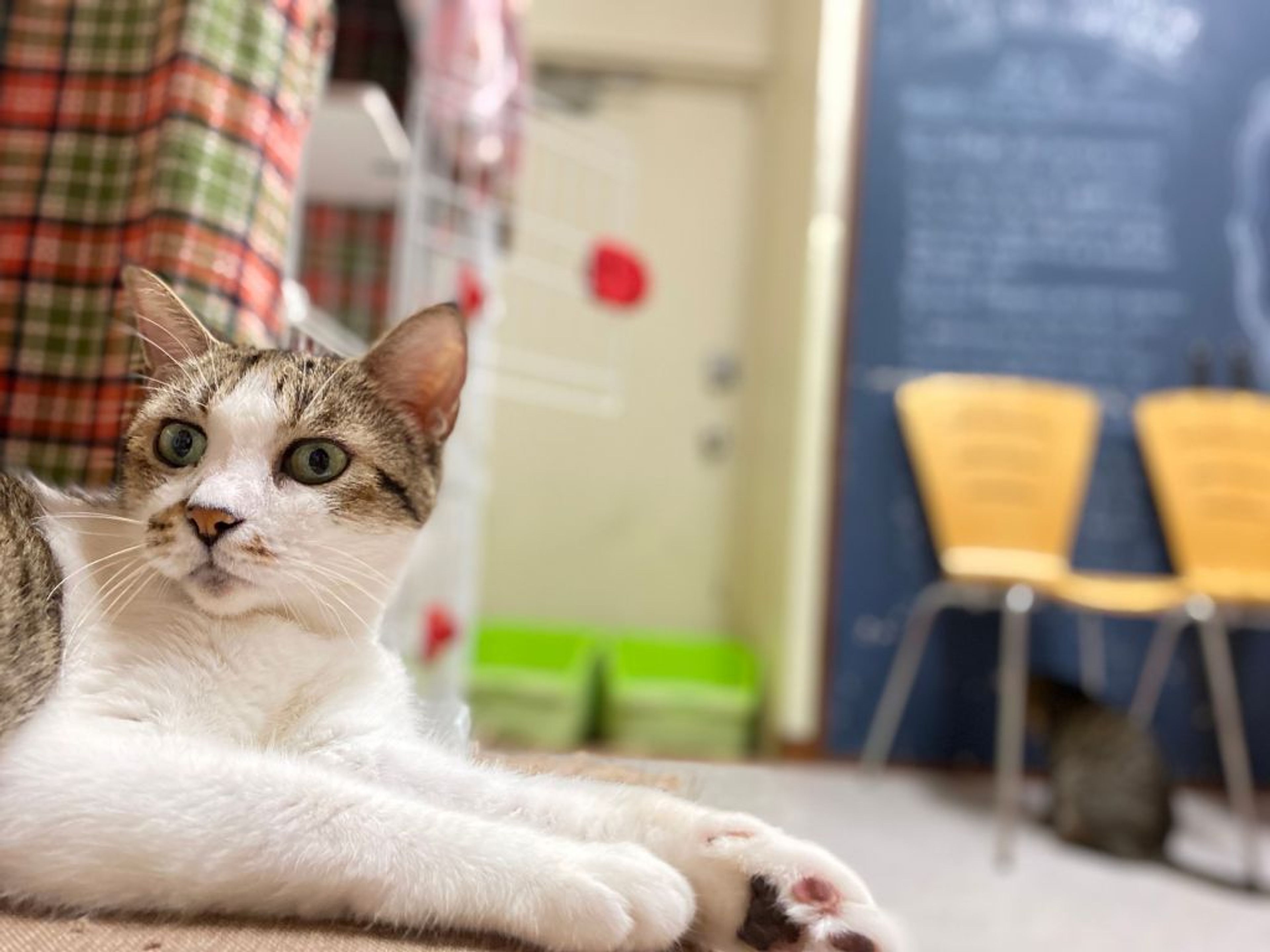 pet-image-3