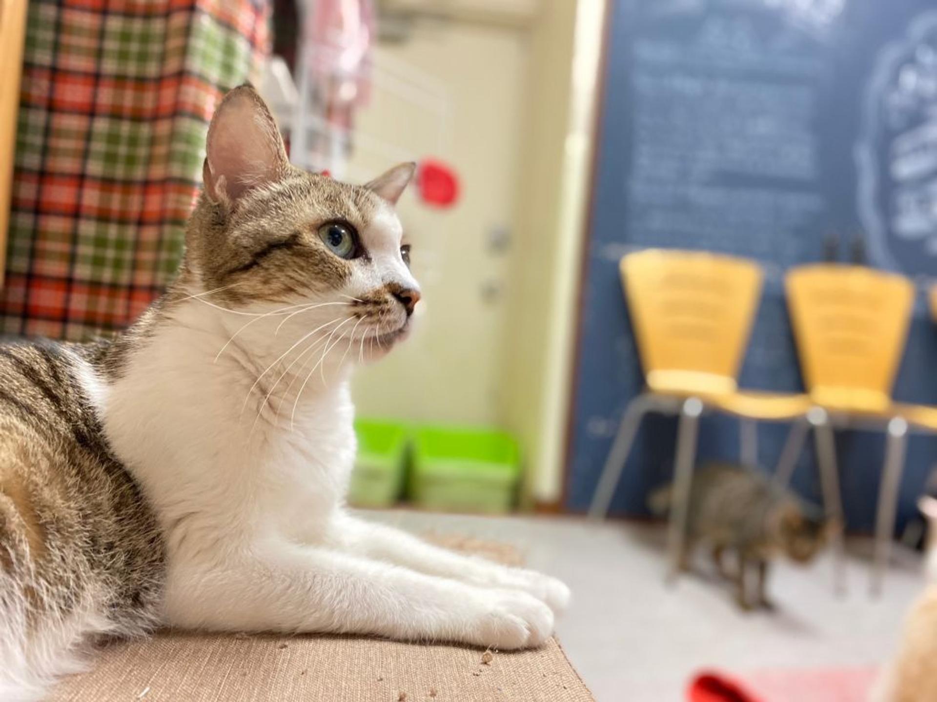 pet-image-5