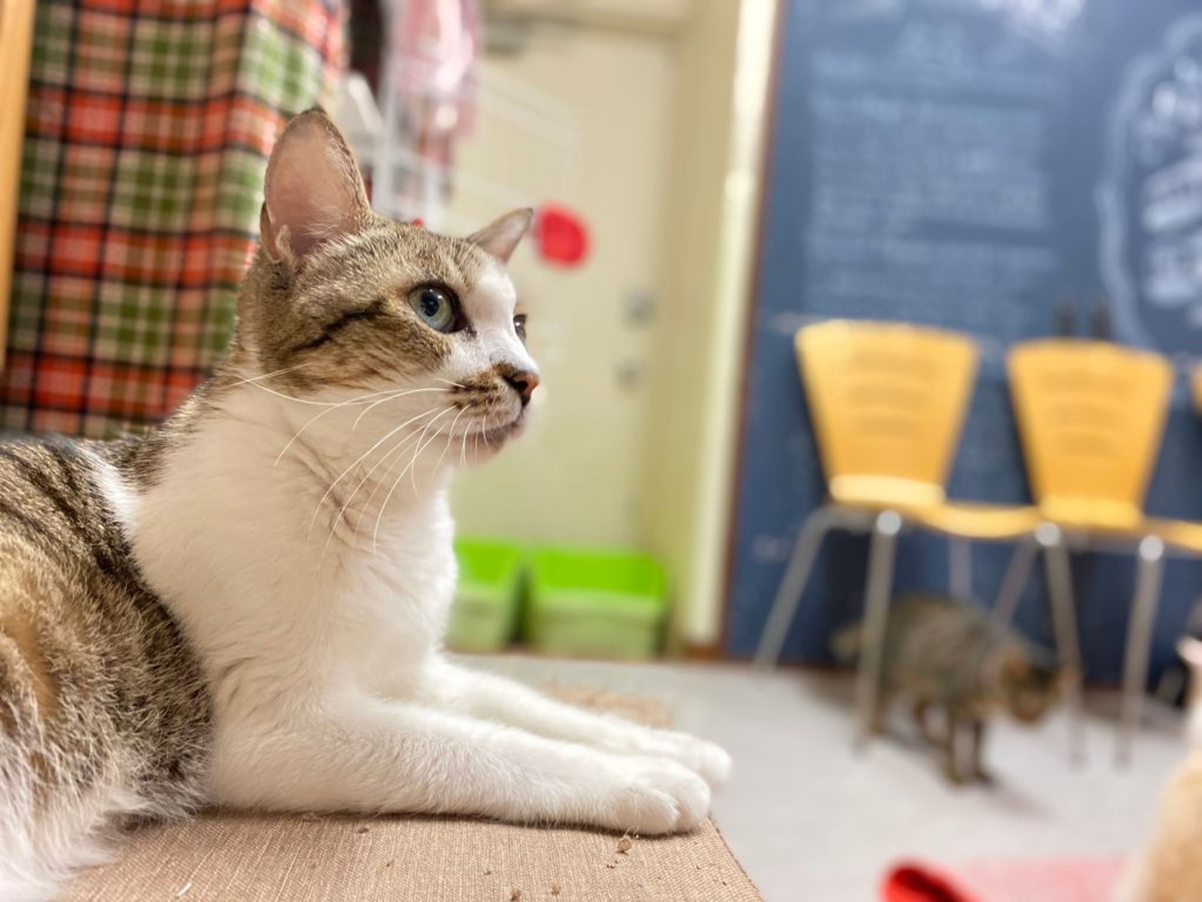 pet-image-5