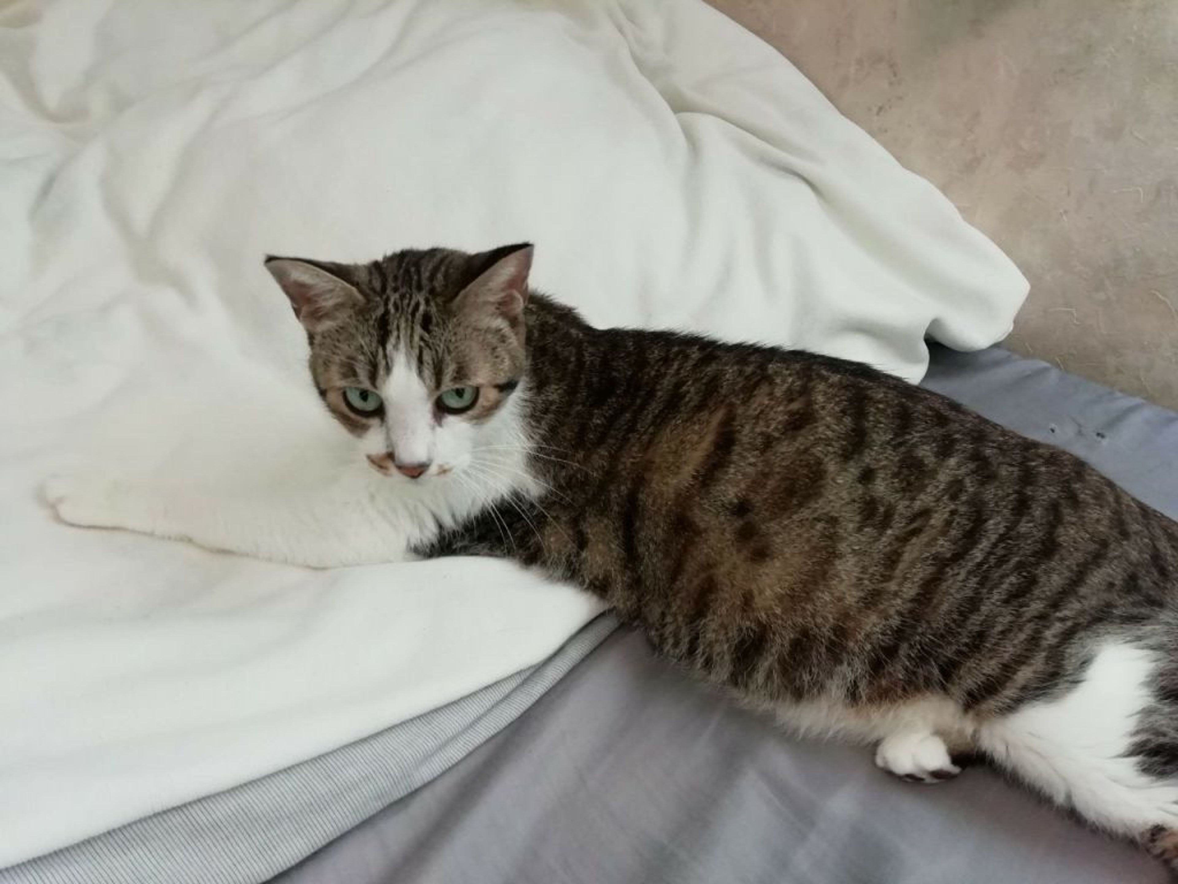 pet-image-6
