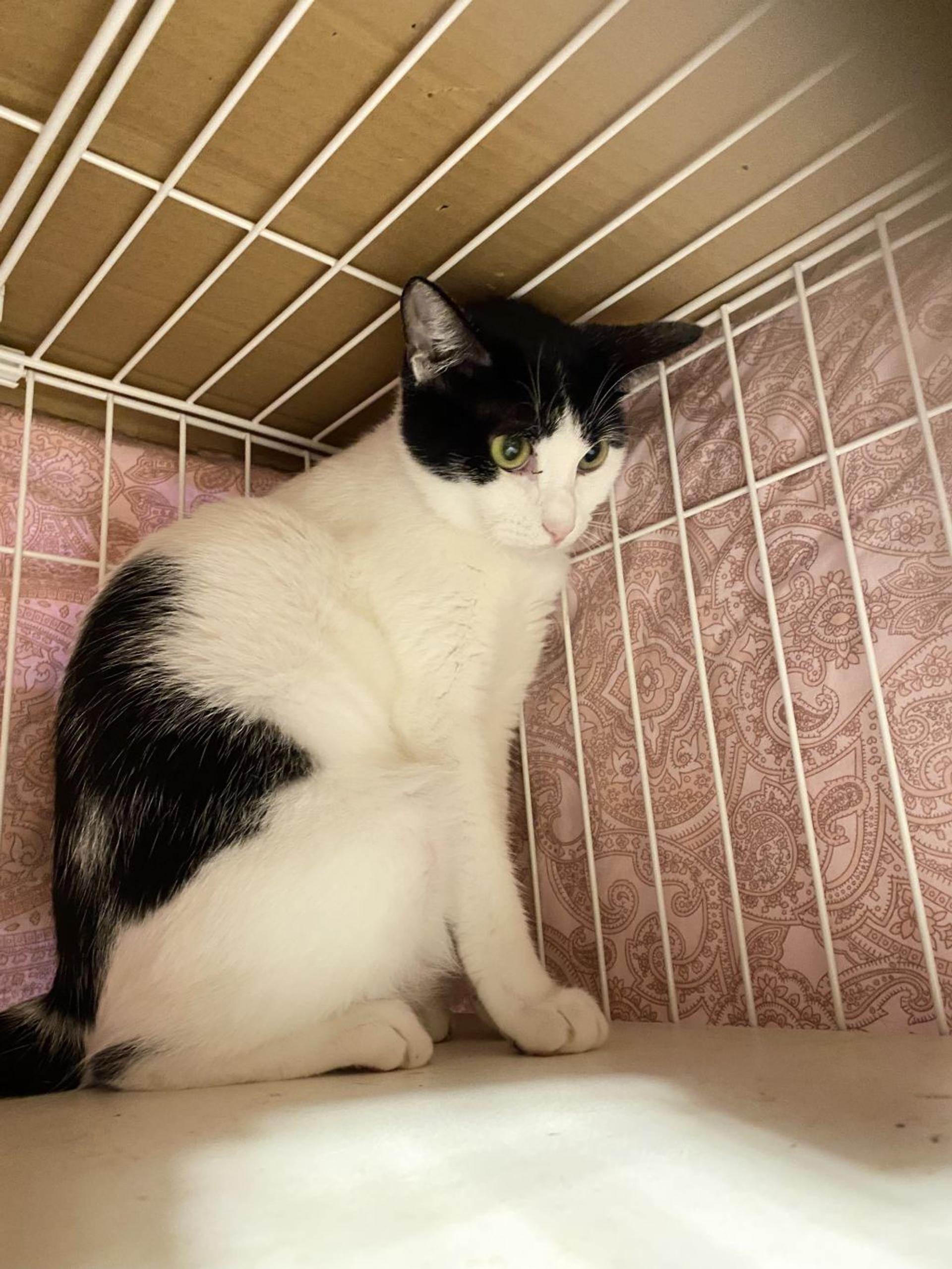 pet-image-5