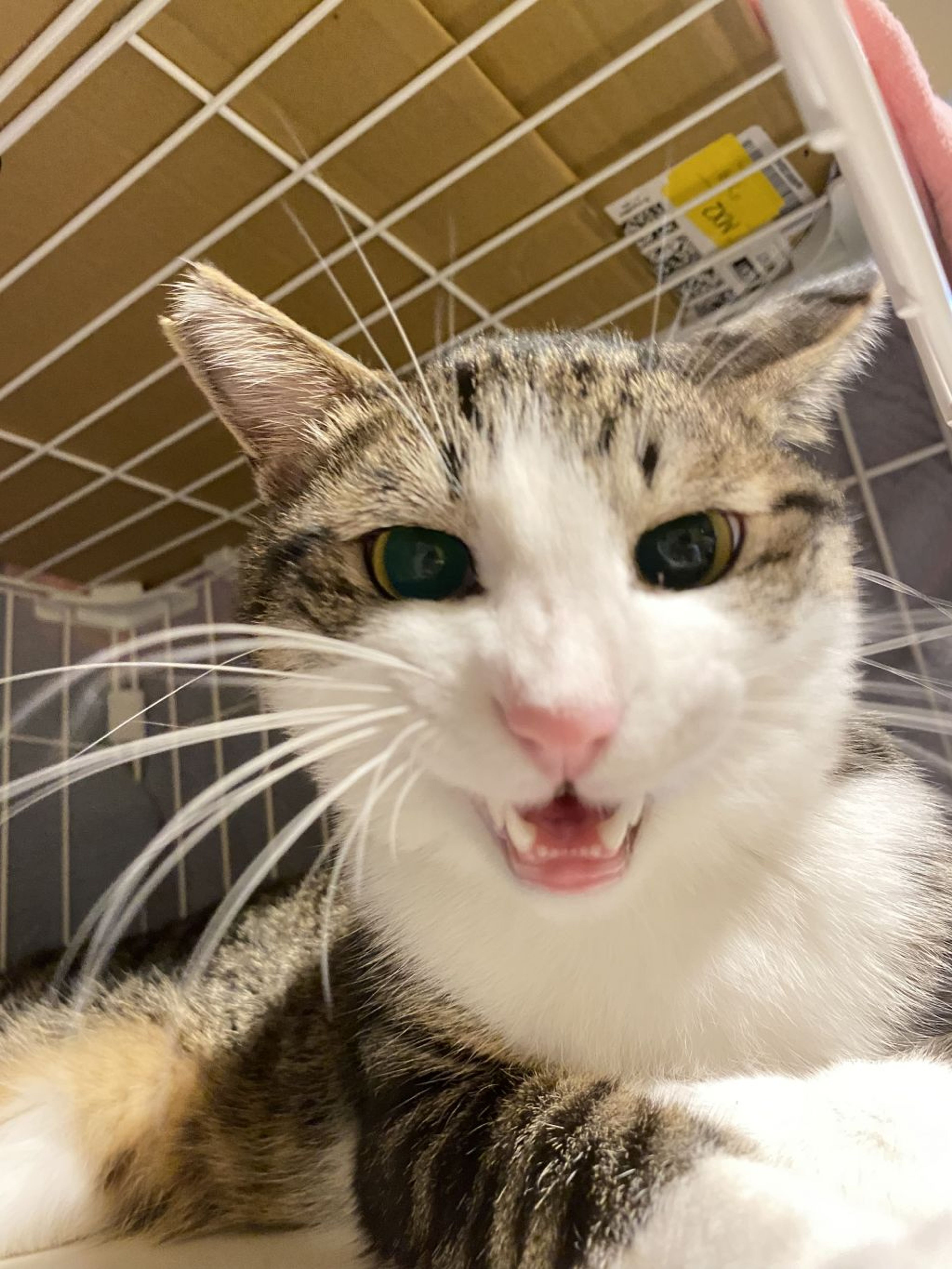 pet-image-2