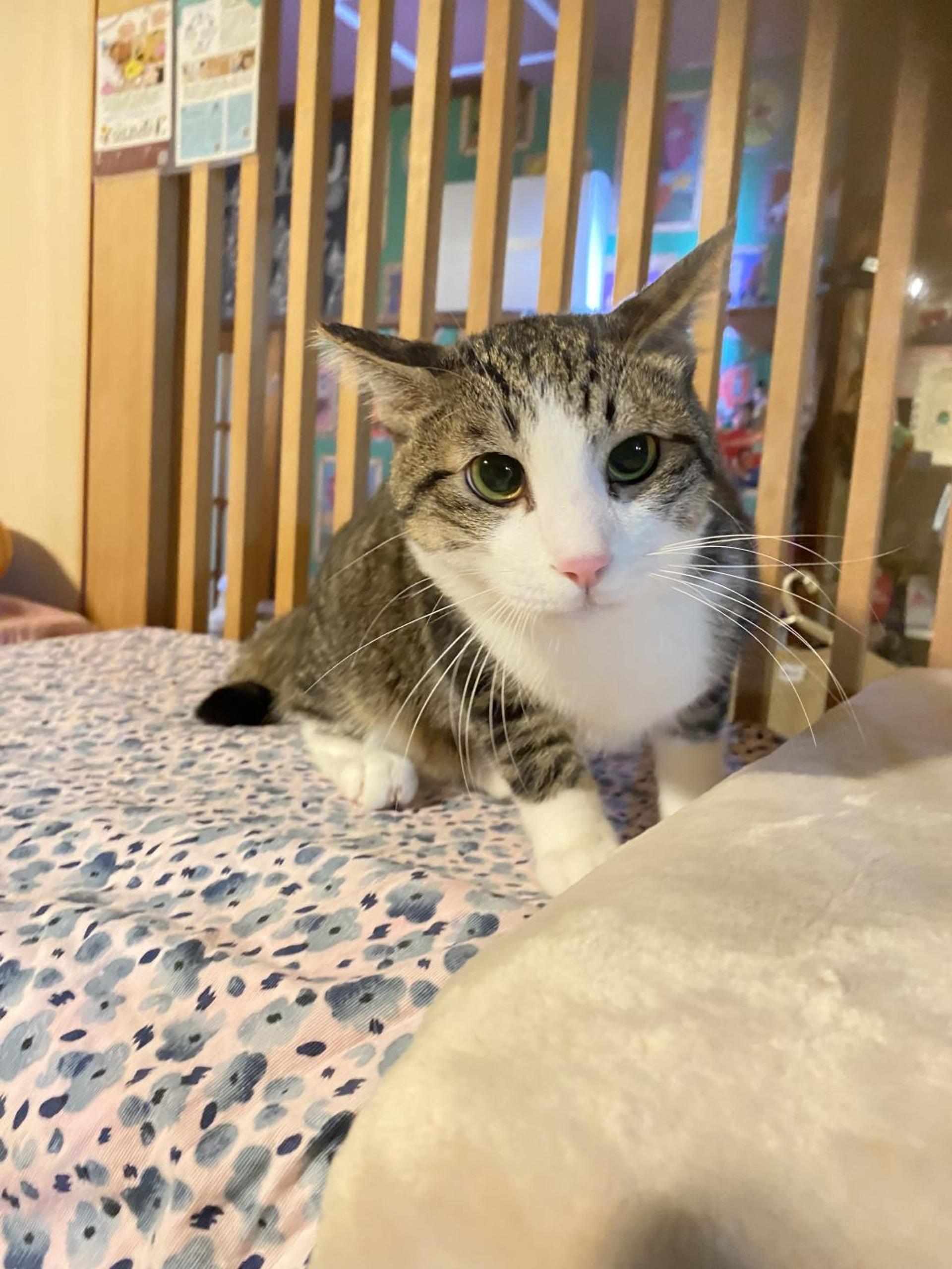pet-image-3