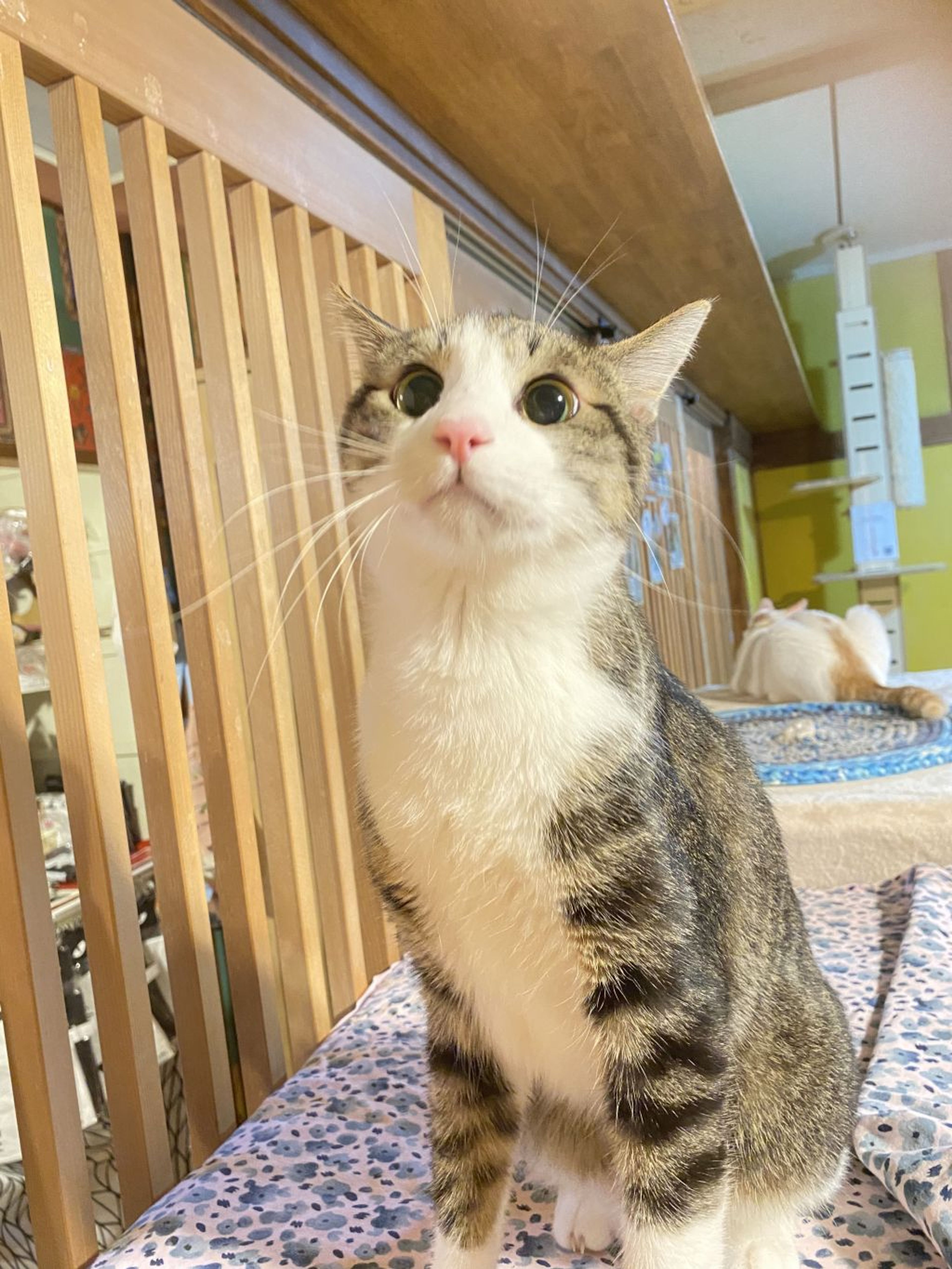pet-image-4