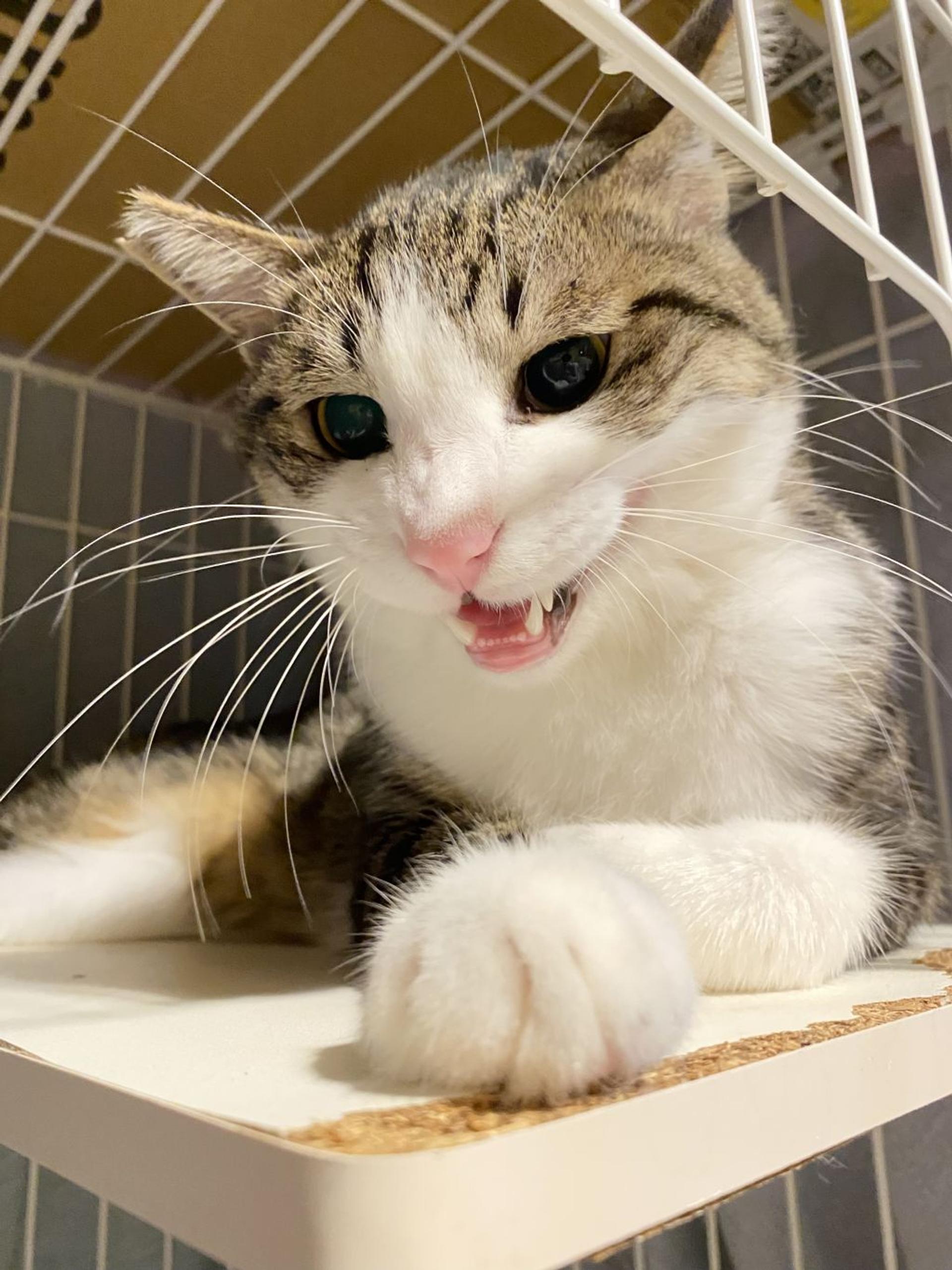 pet-image-5