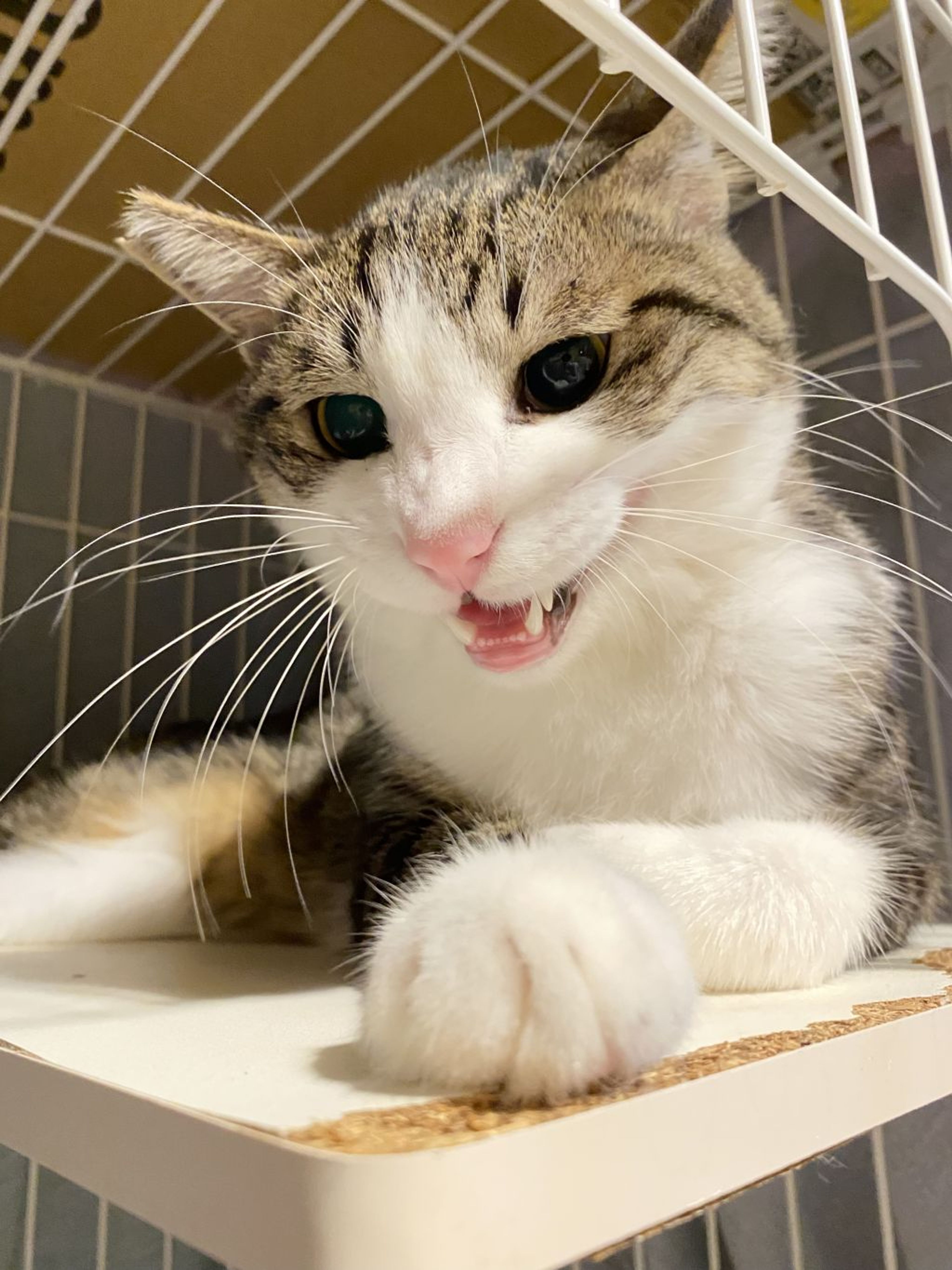 pet-image-5