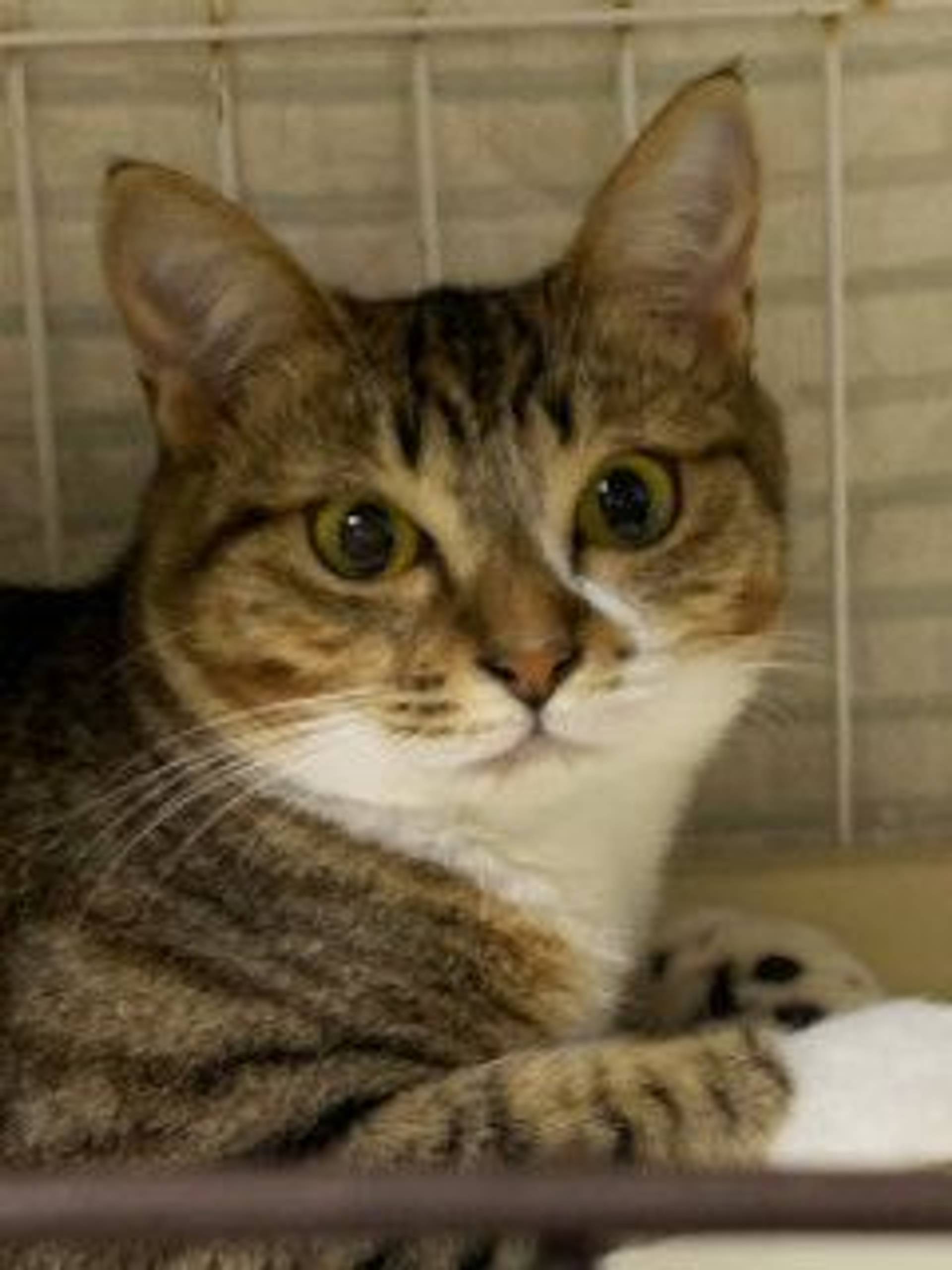 雑種（ミックス猫）・メスの里親募集の写真