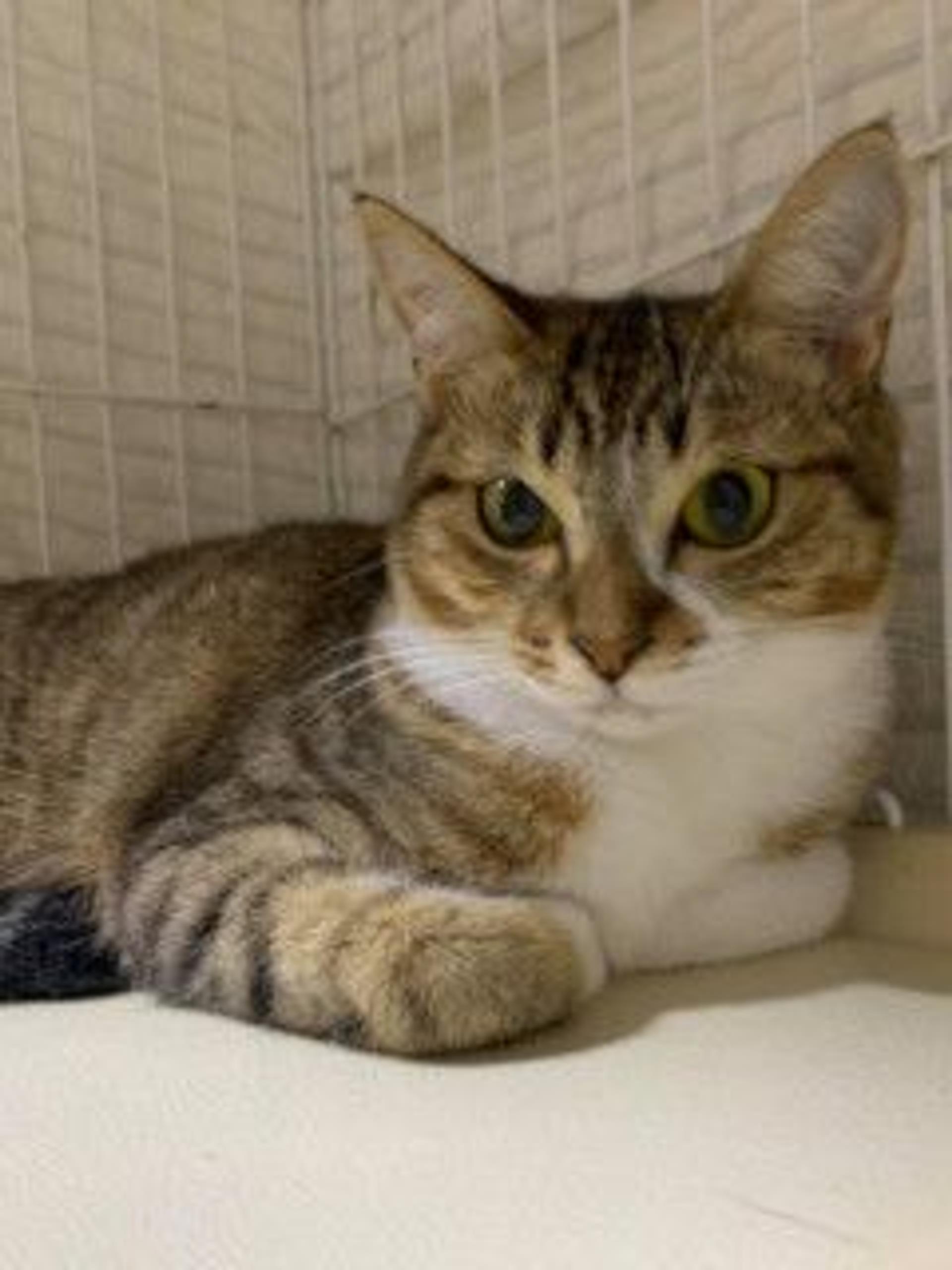 pet-image-4