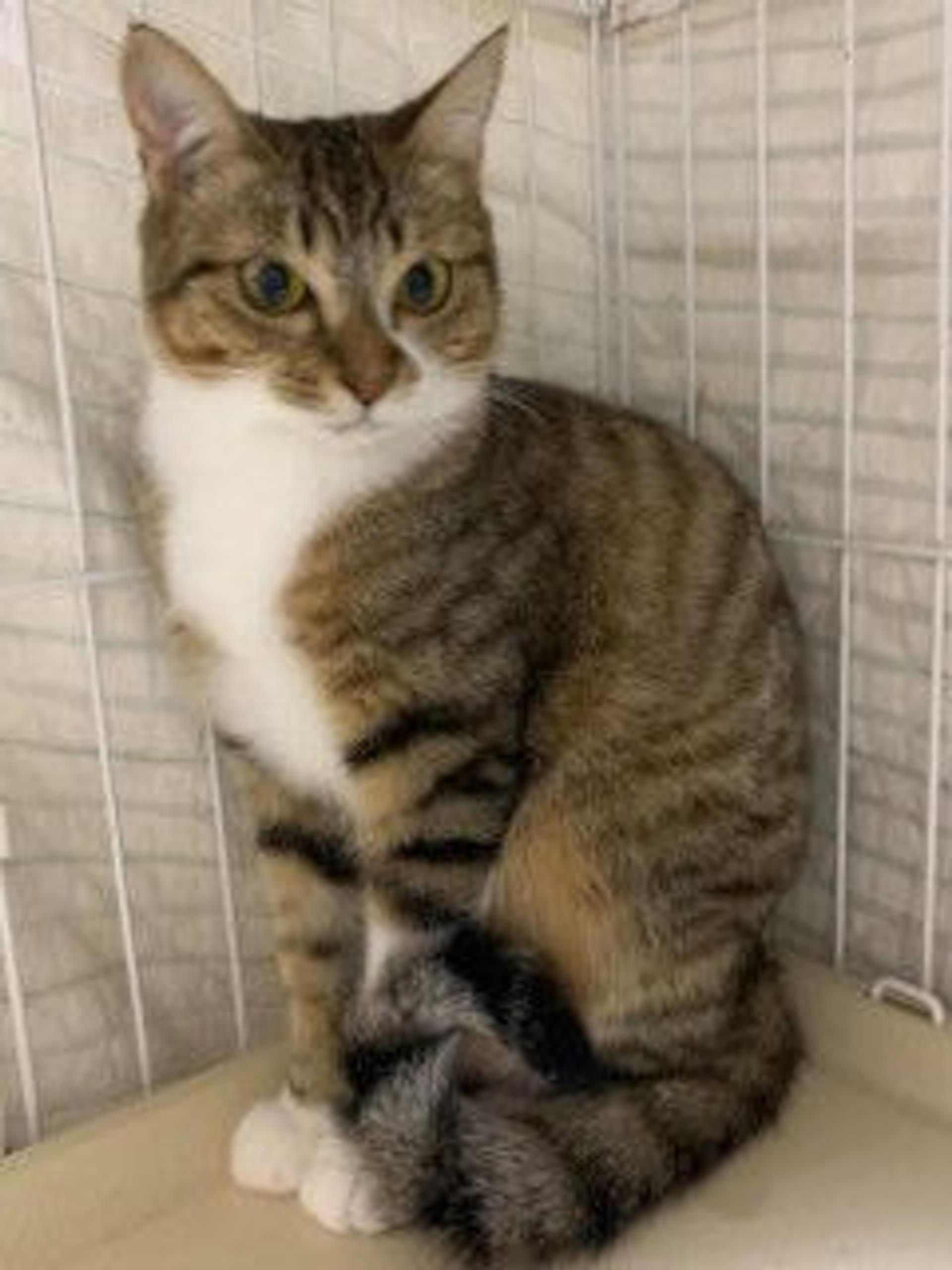 pet-image-6