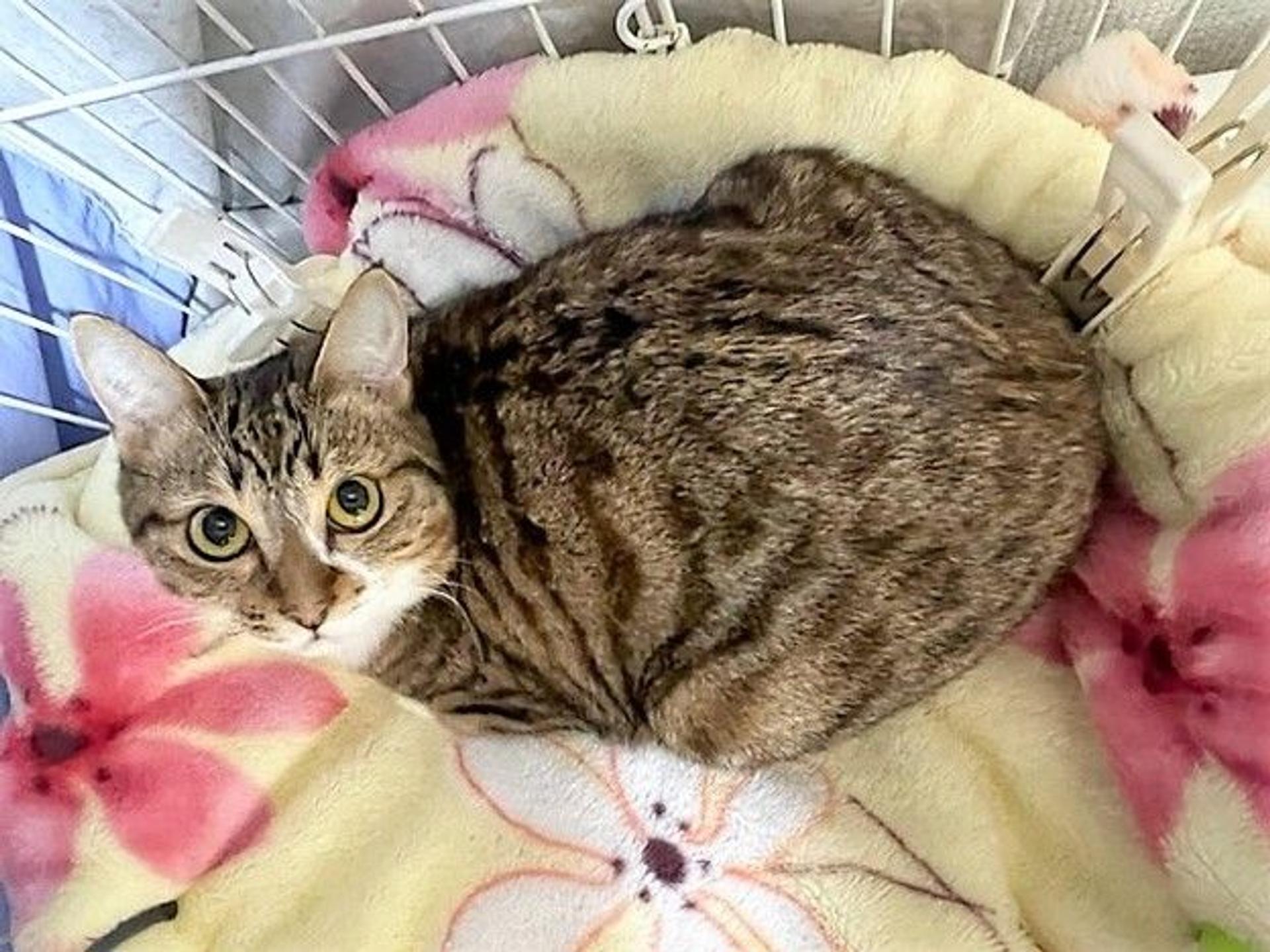 pet-image-3