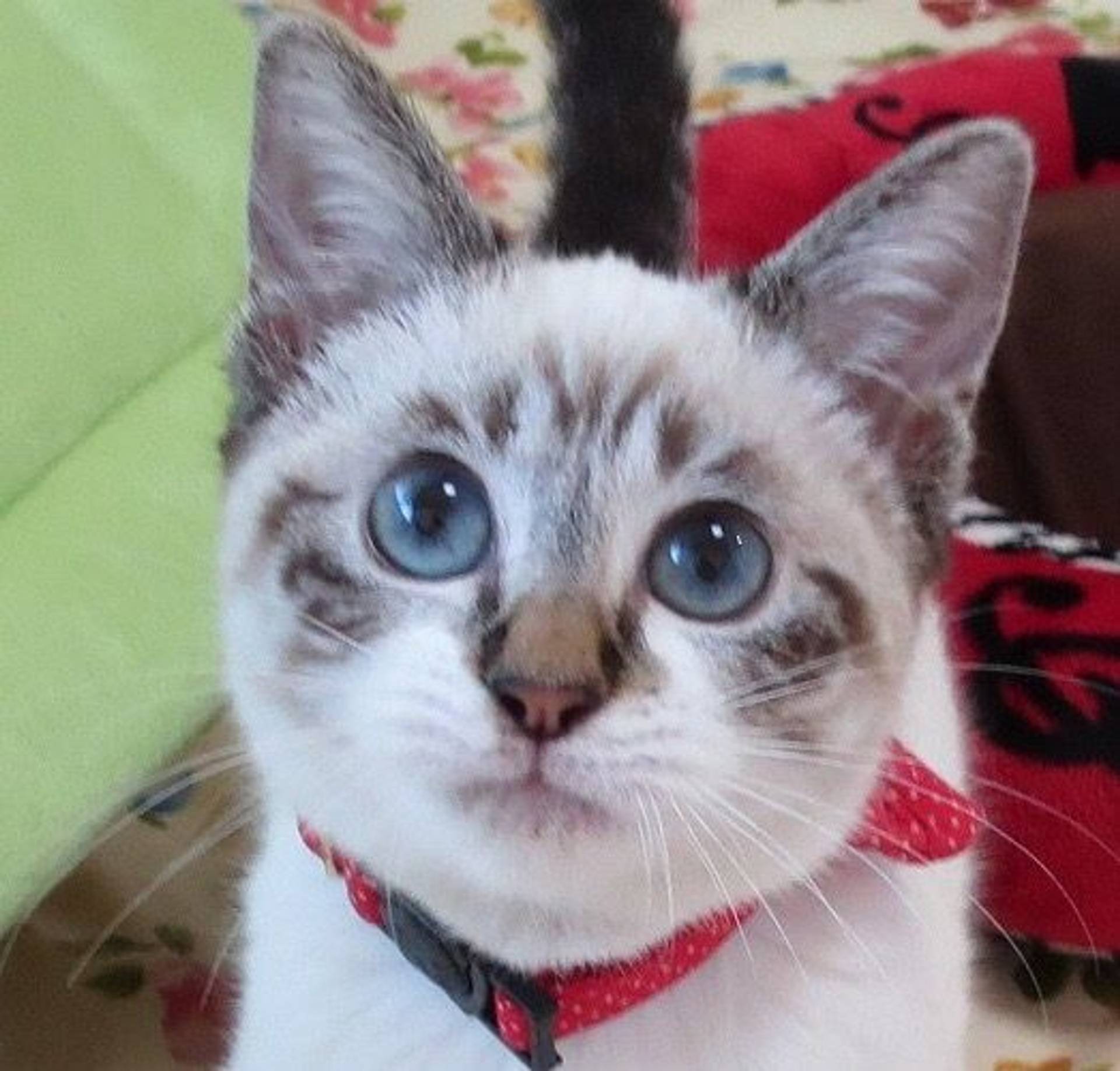 雑種（ミックス猫）・メスの里親募集の写真