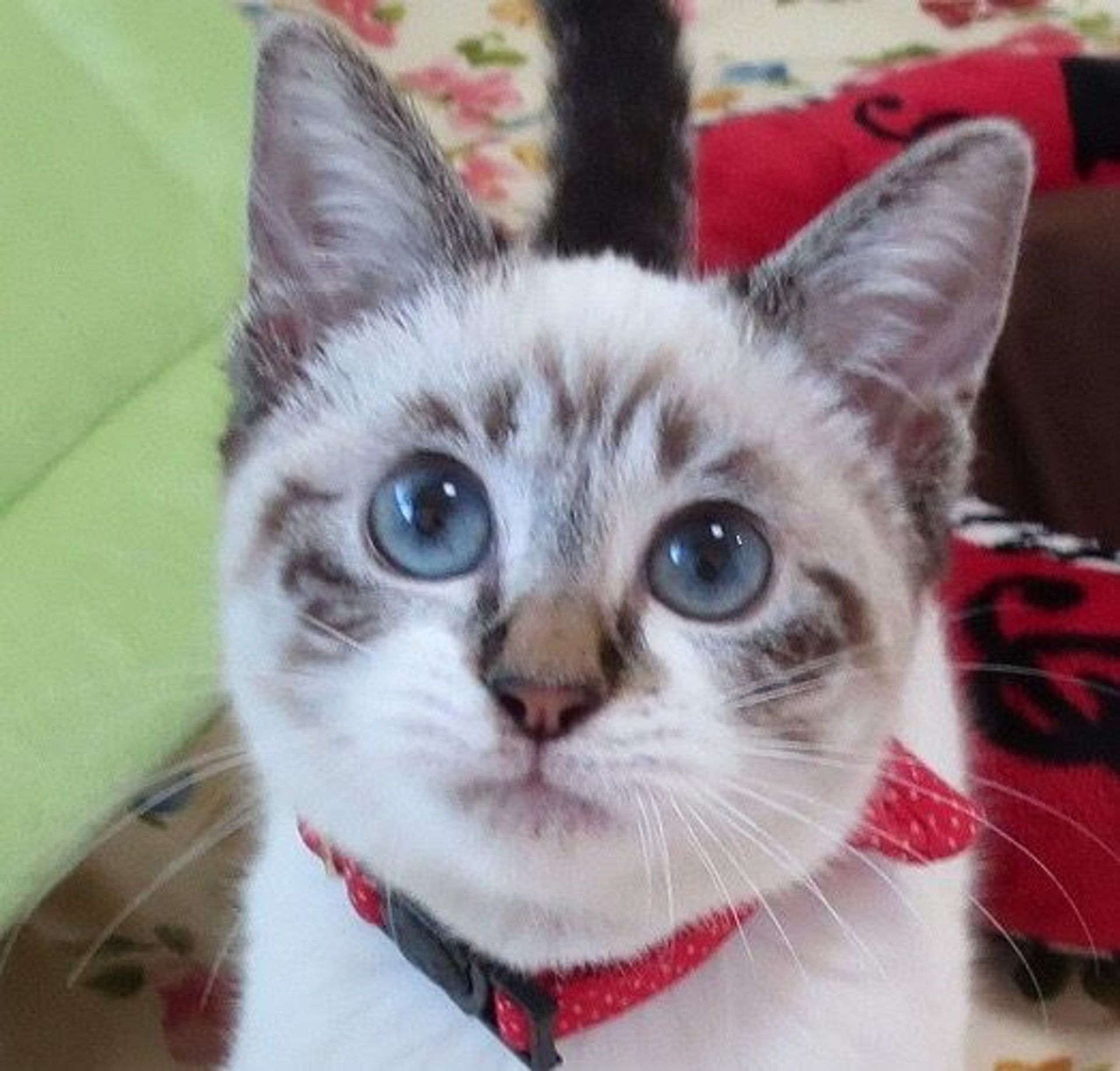 雑種（ミックス猫）・メスの里親募集の写真