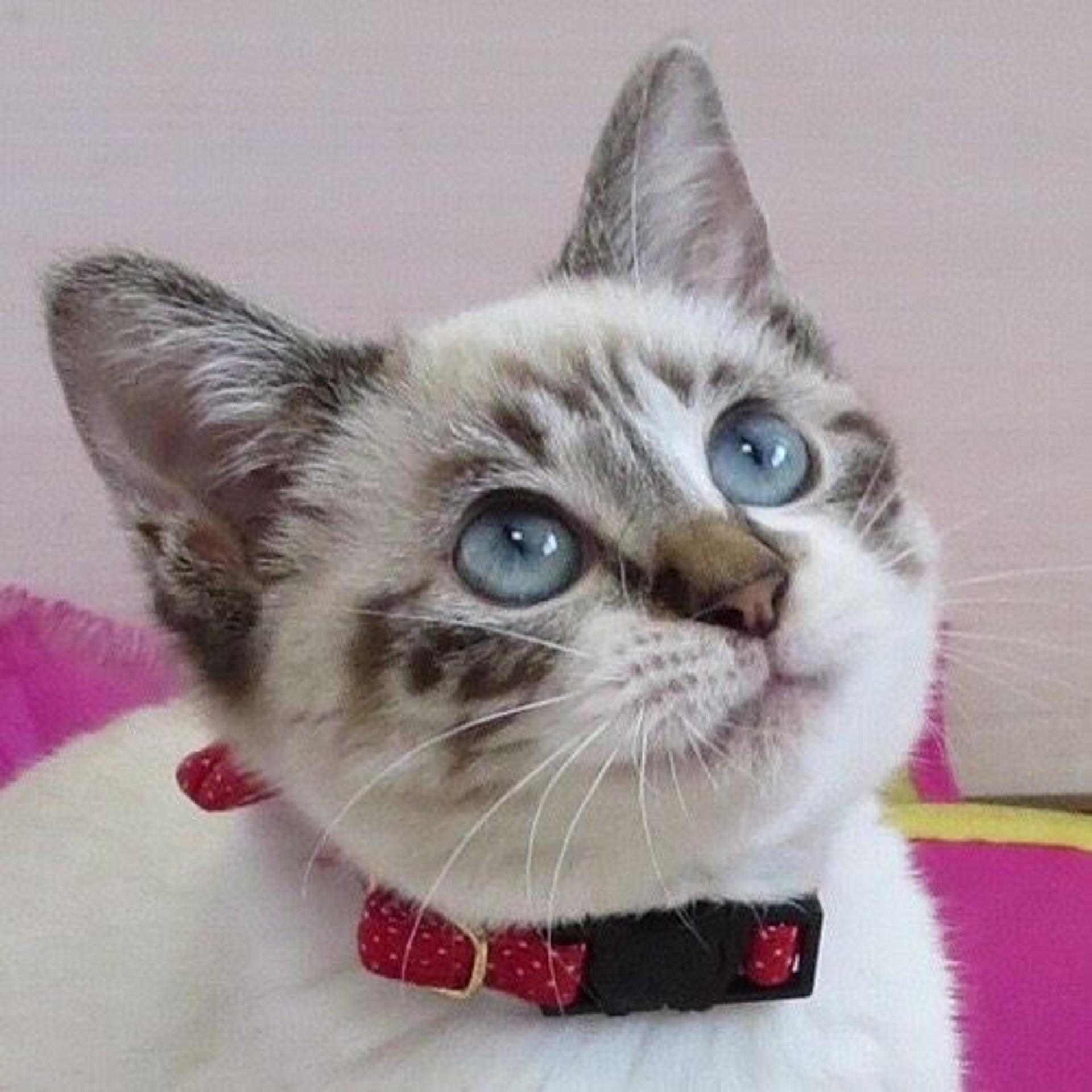 pet-image-3
