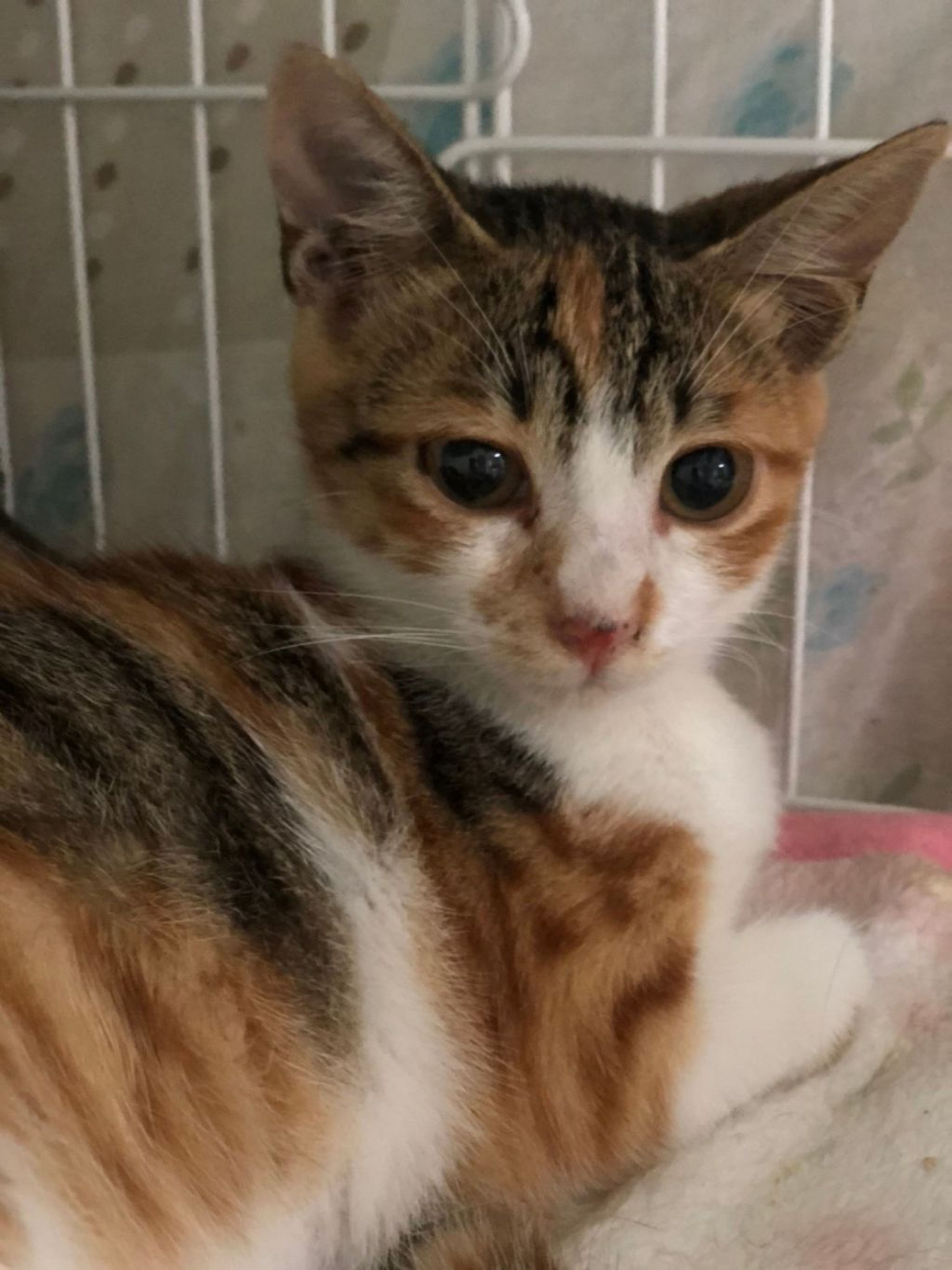 雑種（ミックス猫）・メスの里親募集の写真