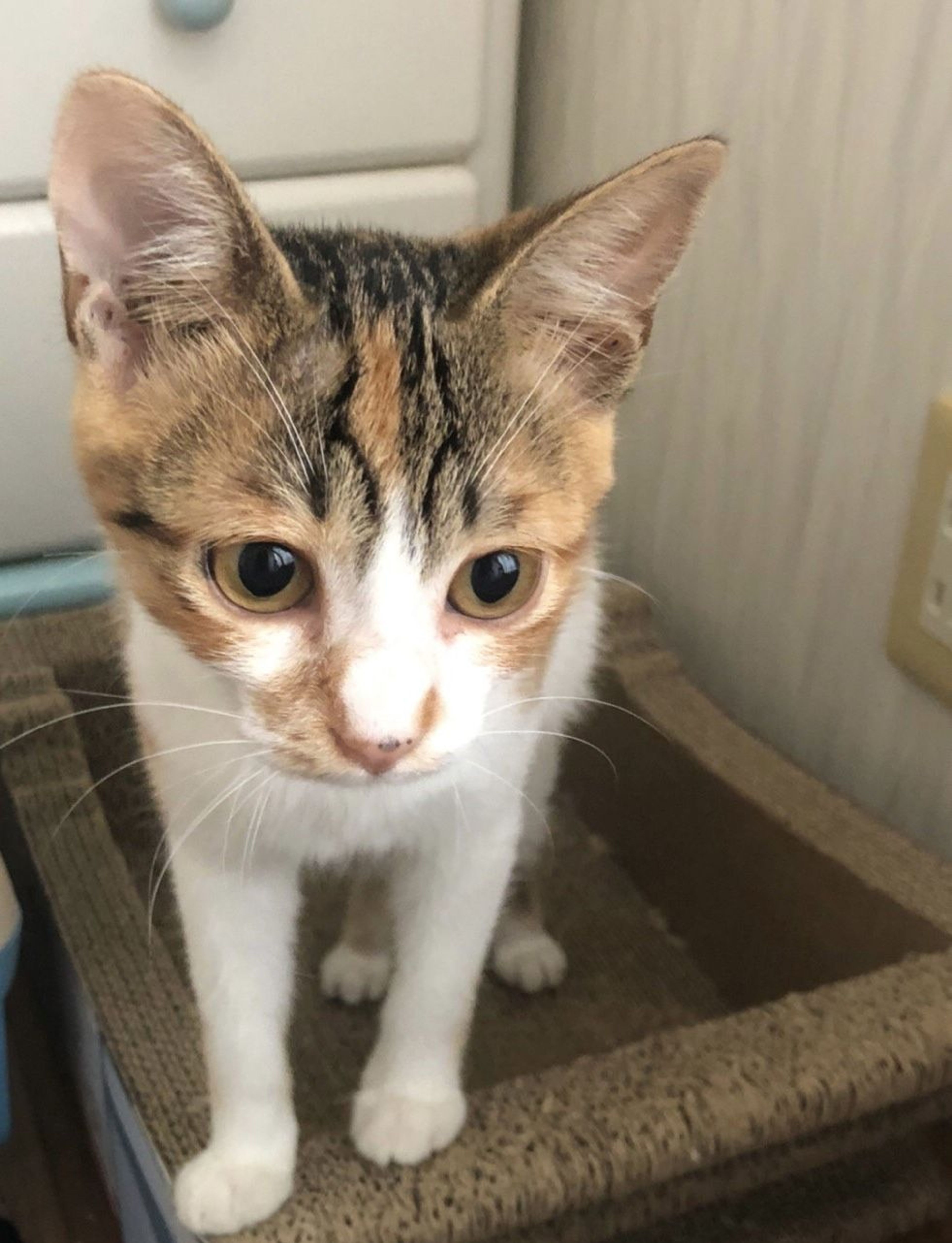 pet-image-4