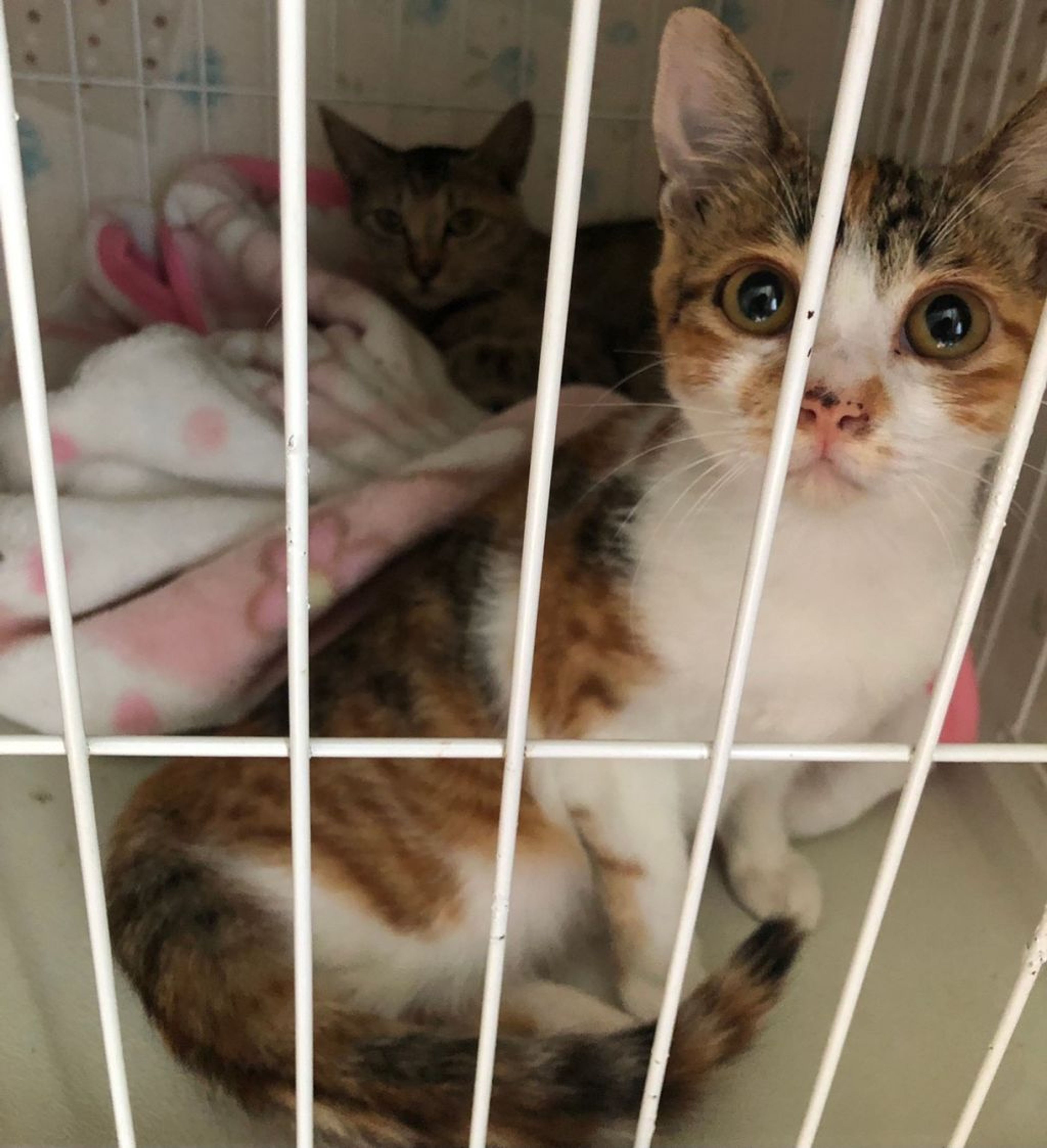 pet-image-6