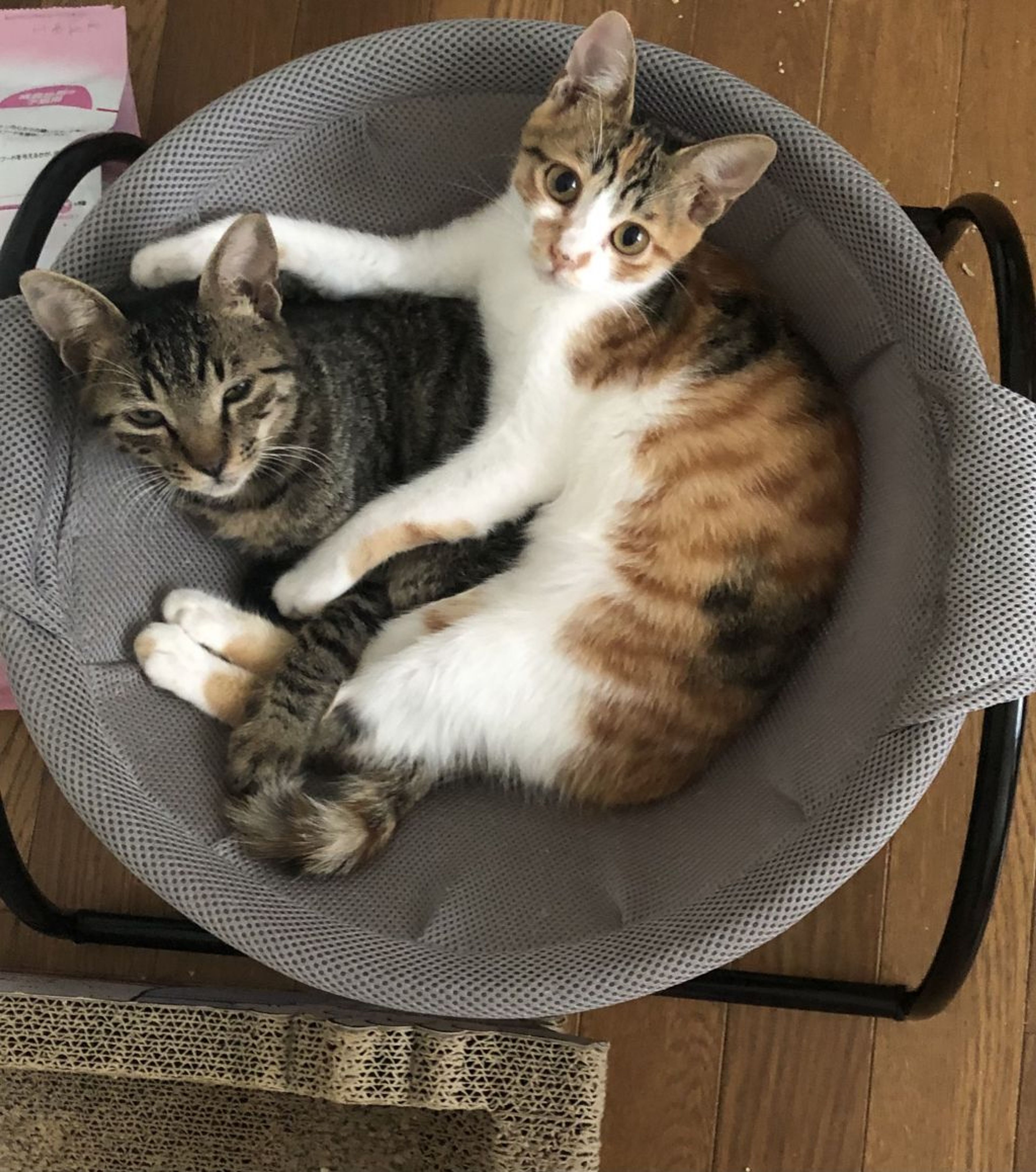 pet-image-3
