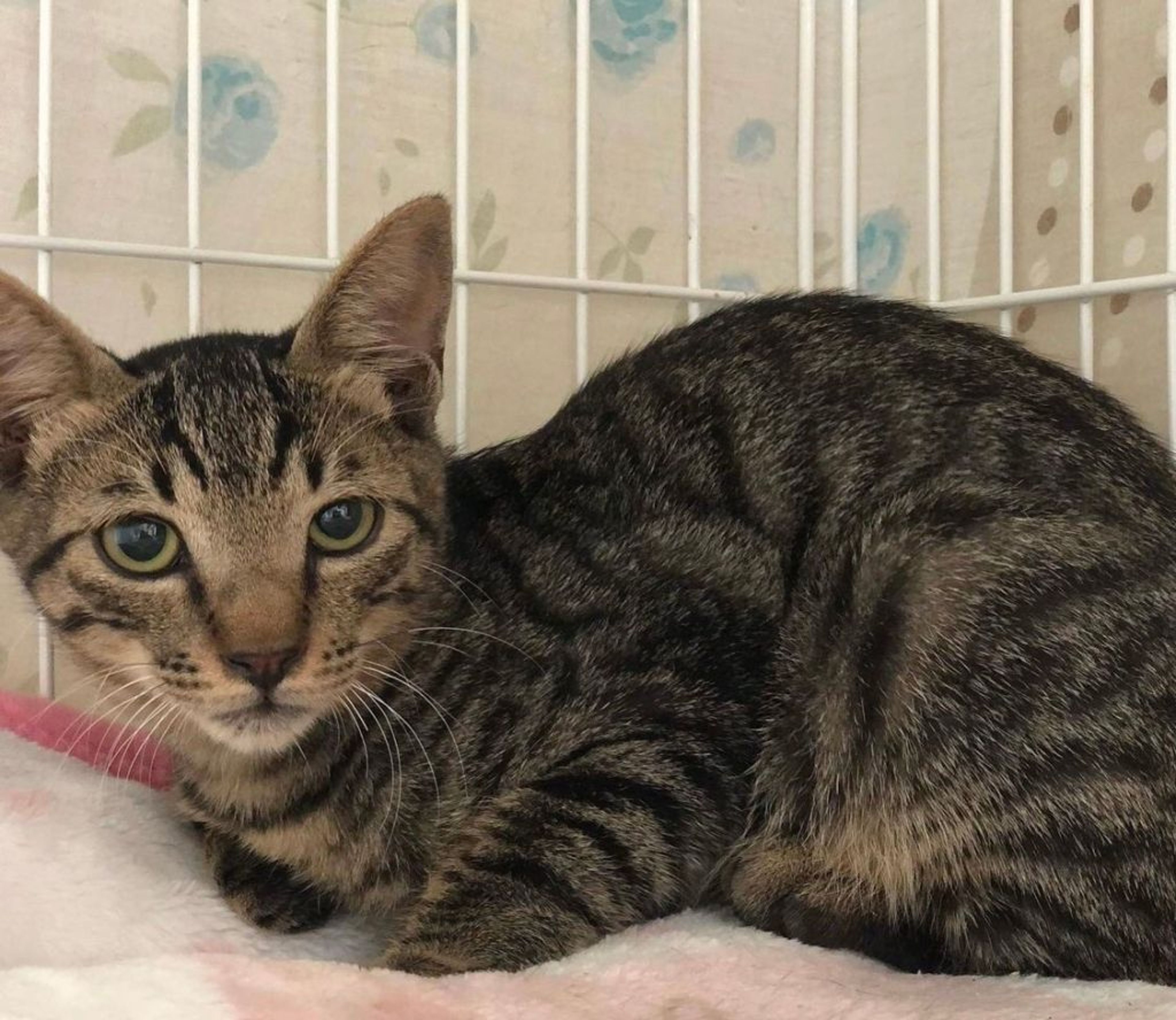 雑種（ミックス猫）・オスの里親募集の写真