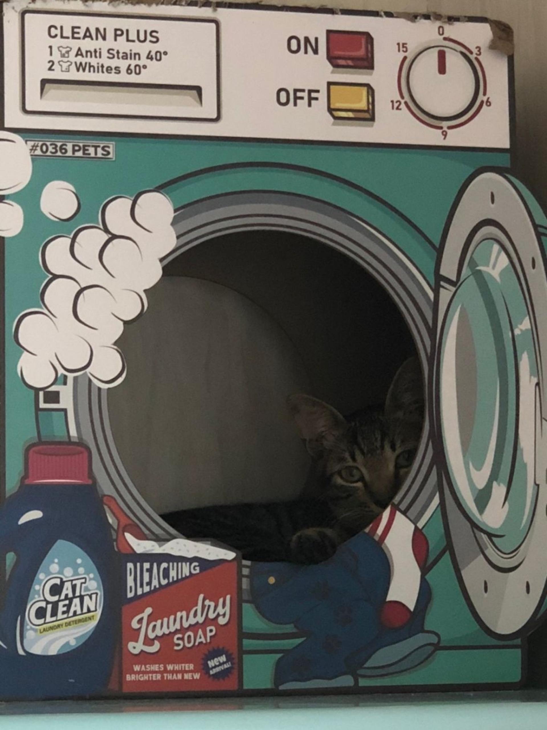 pet-image-3