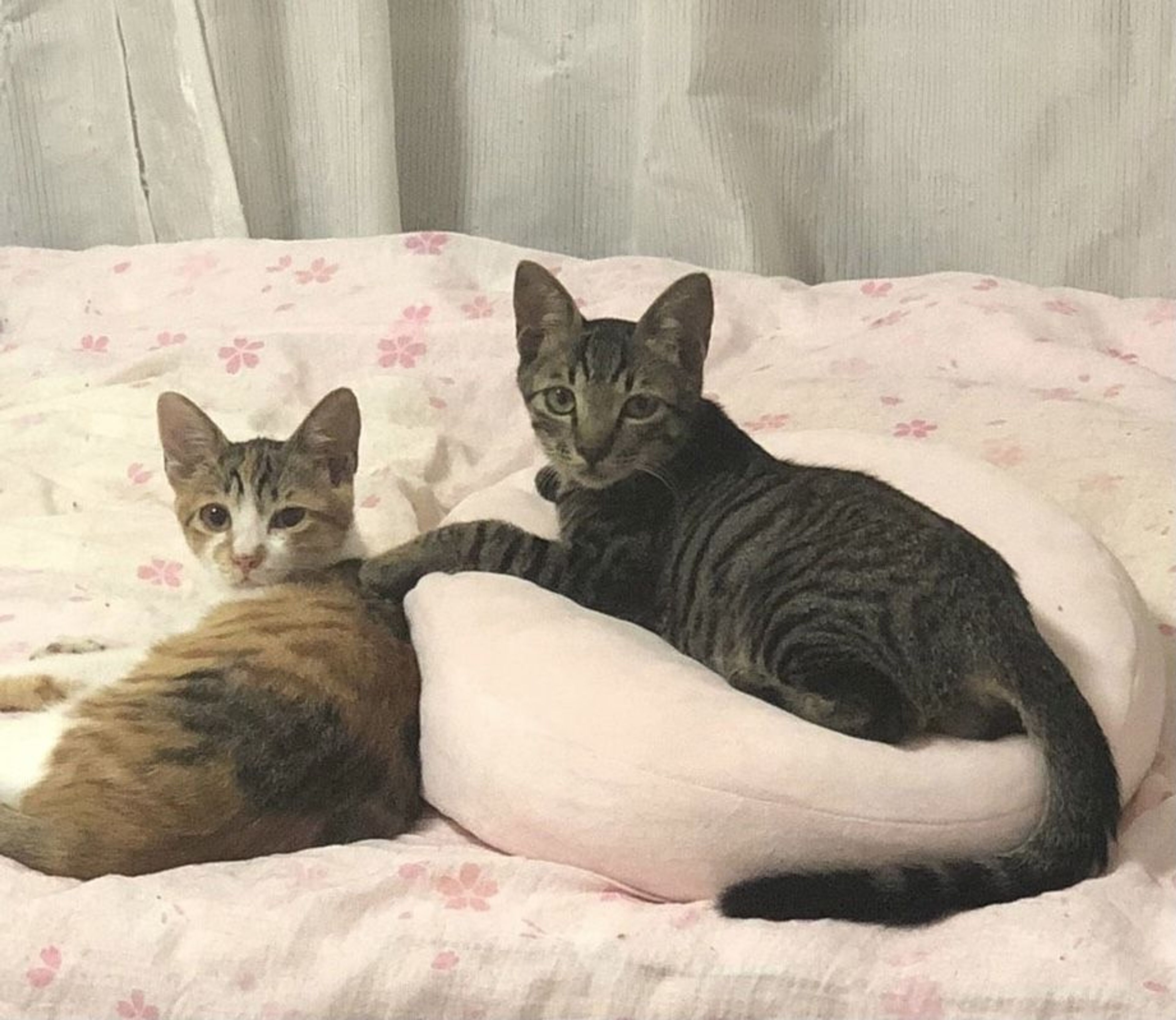 pet-image-5