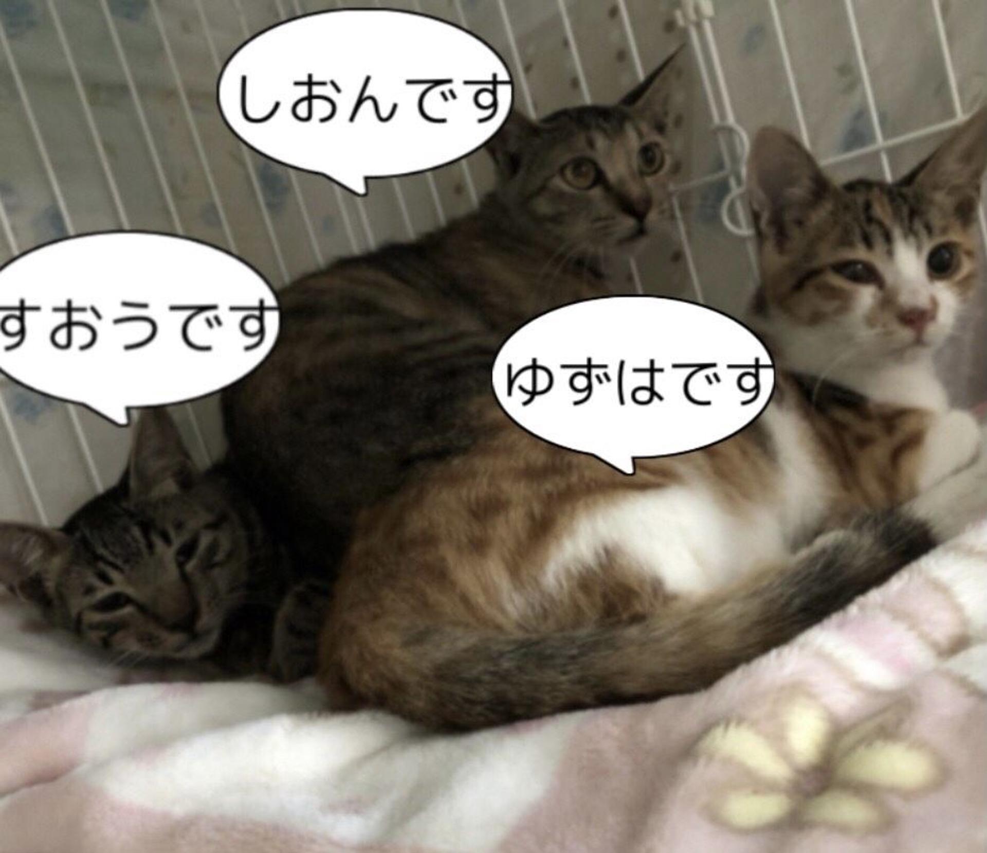 pet-image-7