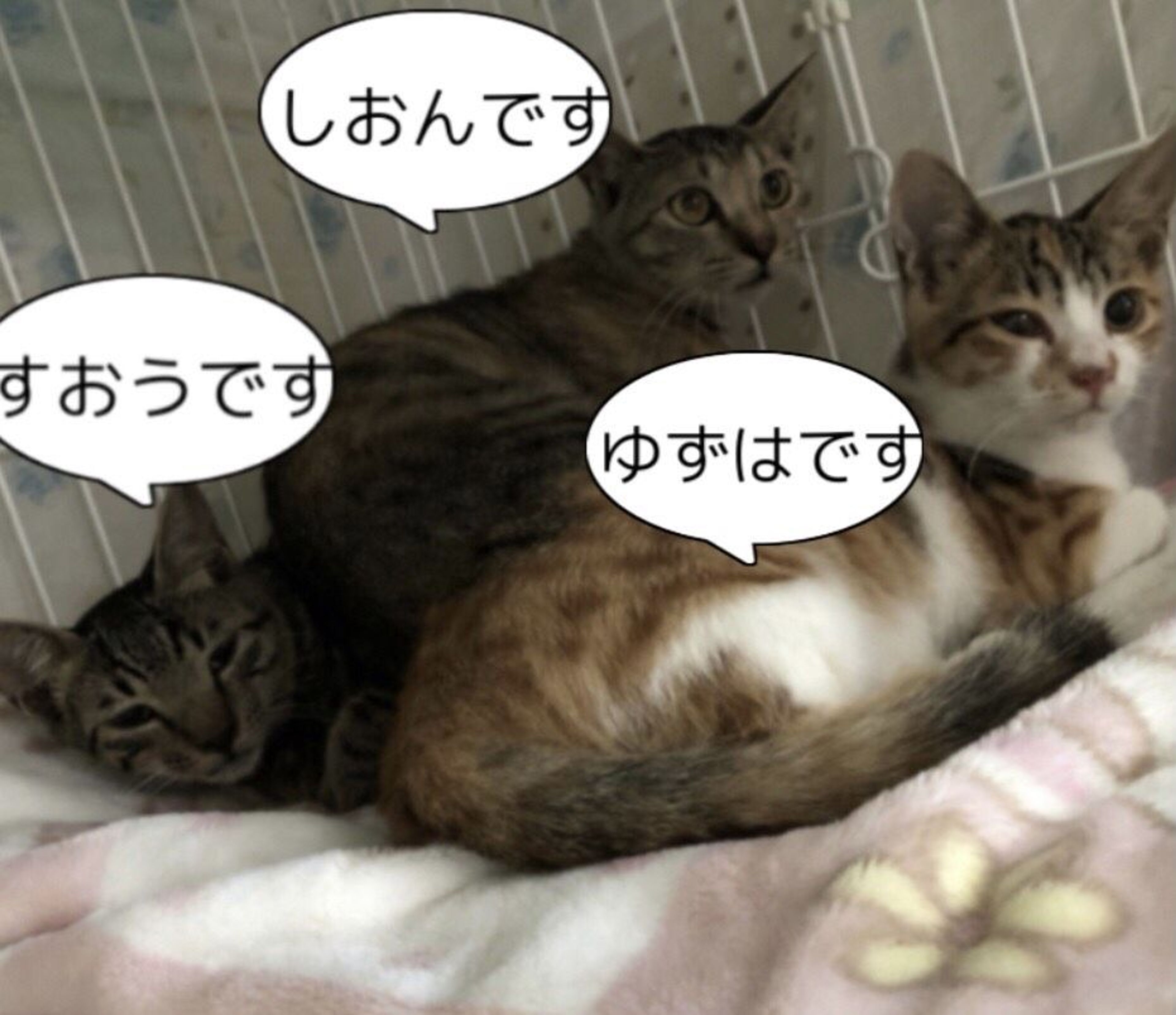 pet-image-7