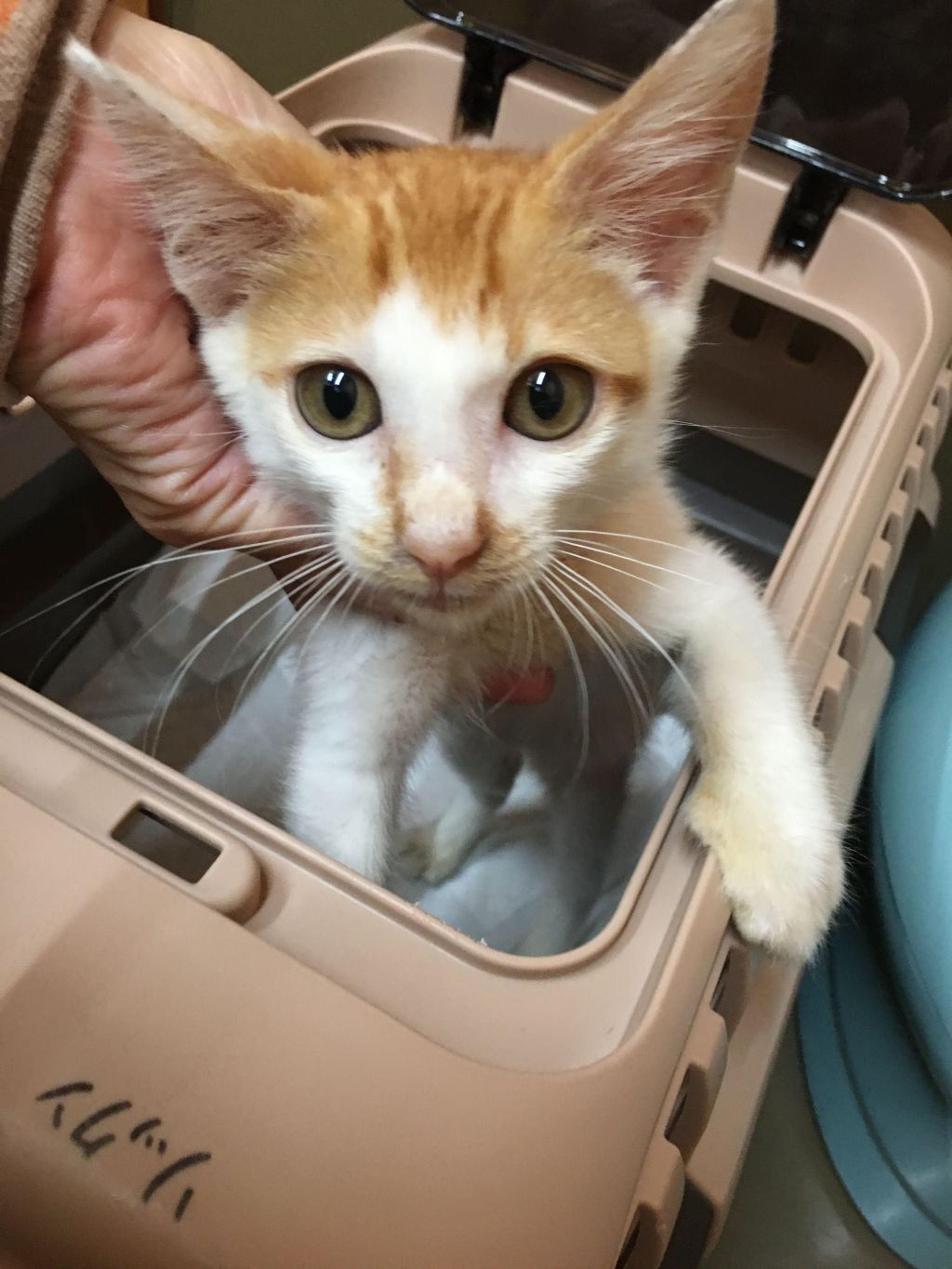 pet-image-3