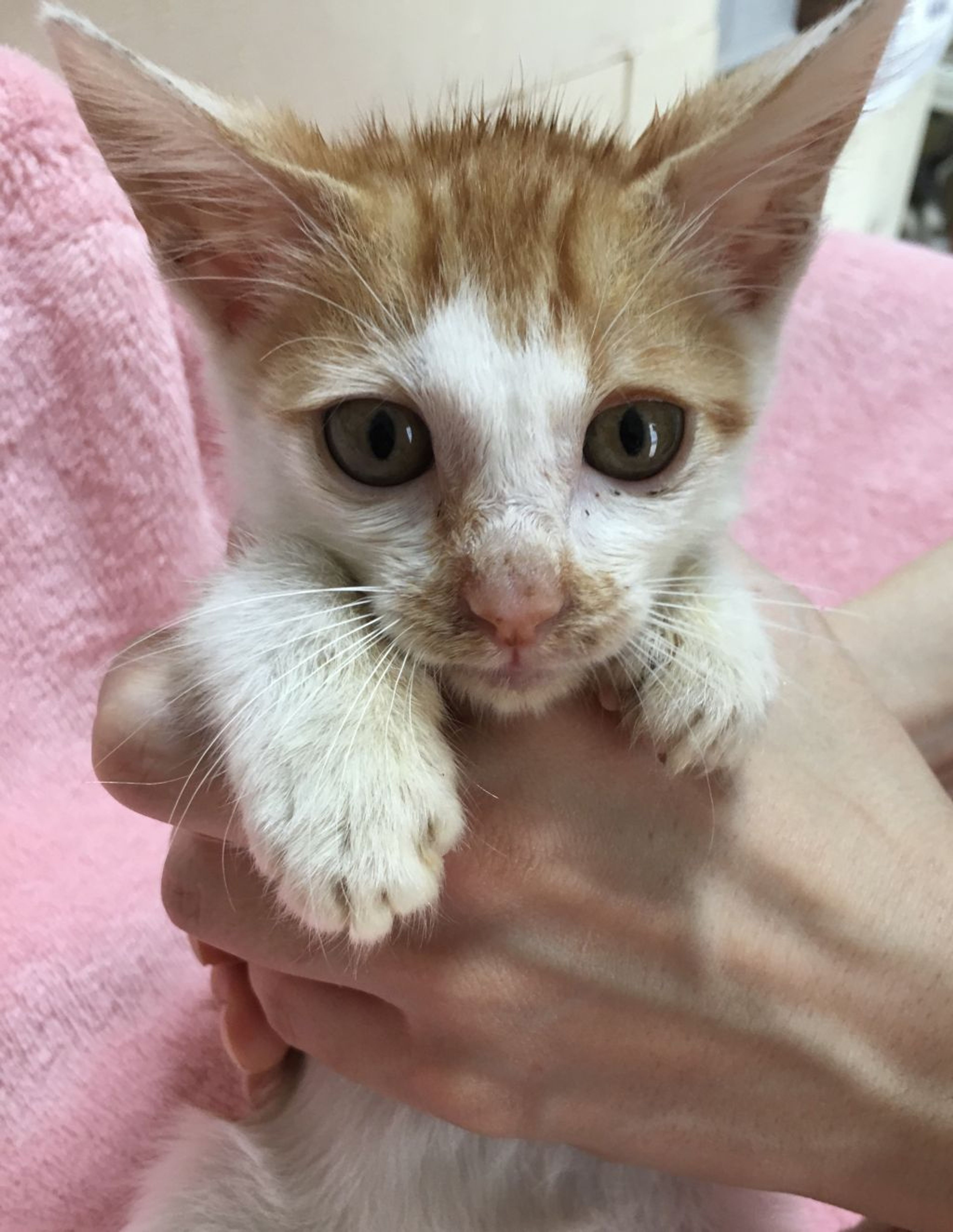 pet-image-4