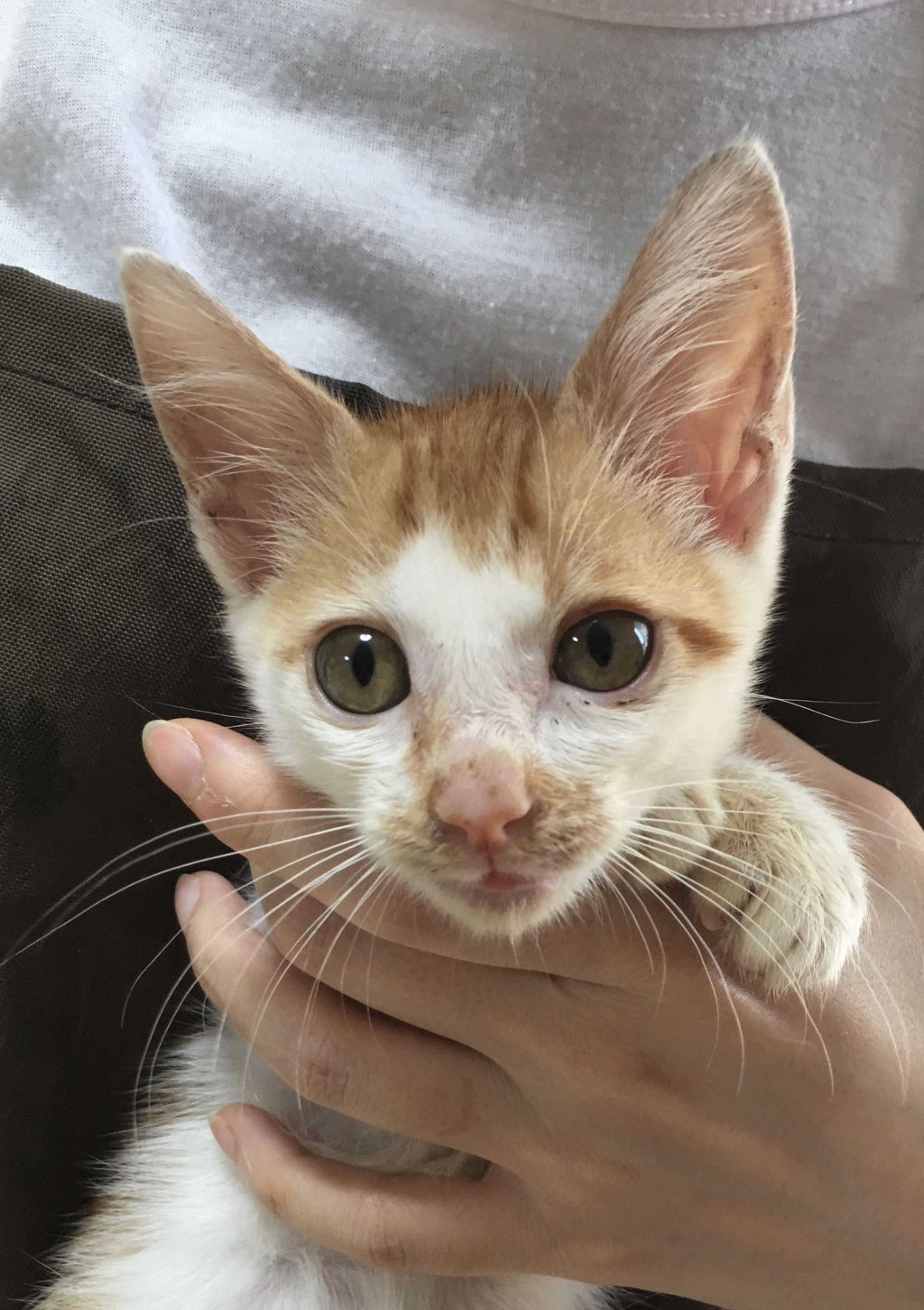 pet-image-5