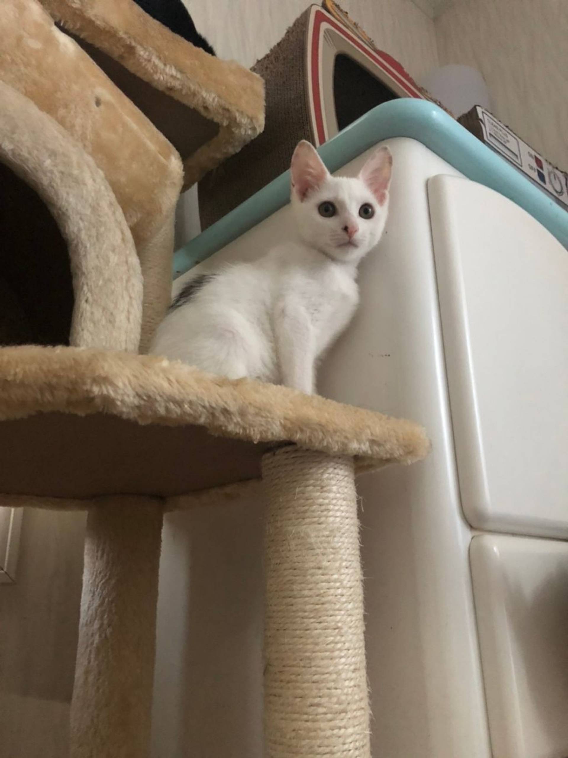 雑種（ミックス猫）・オスの里親募集の写真