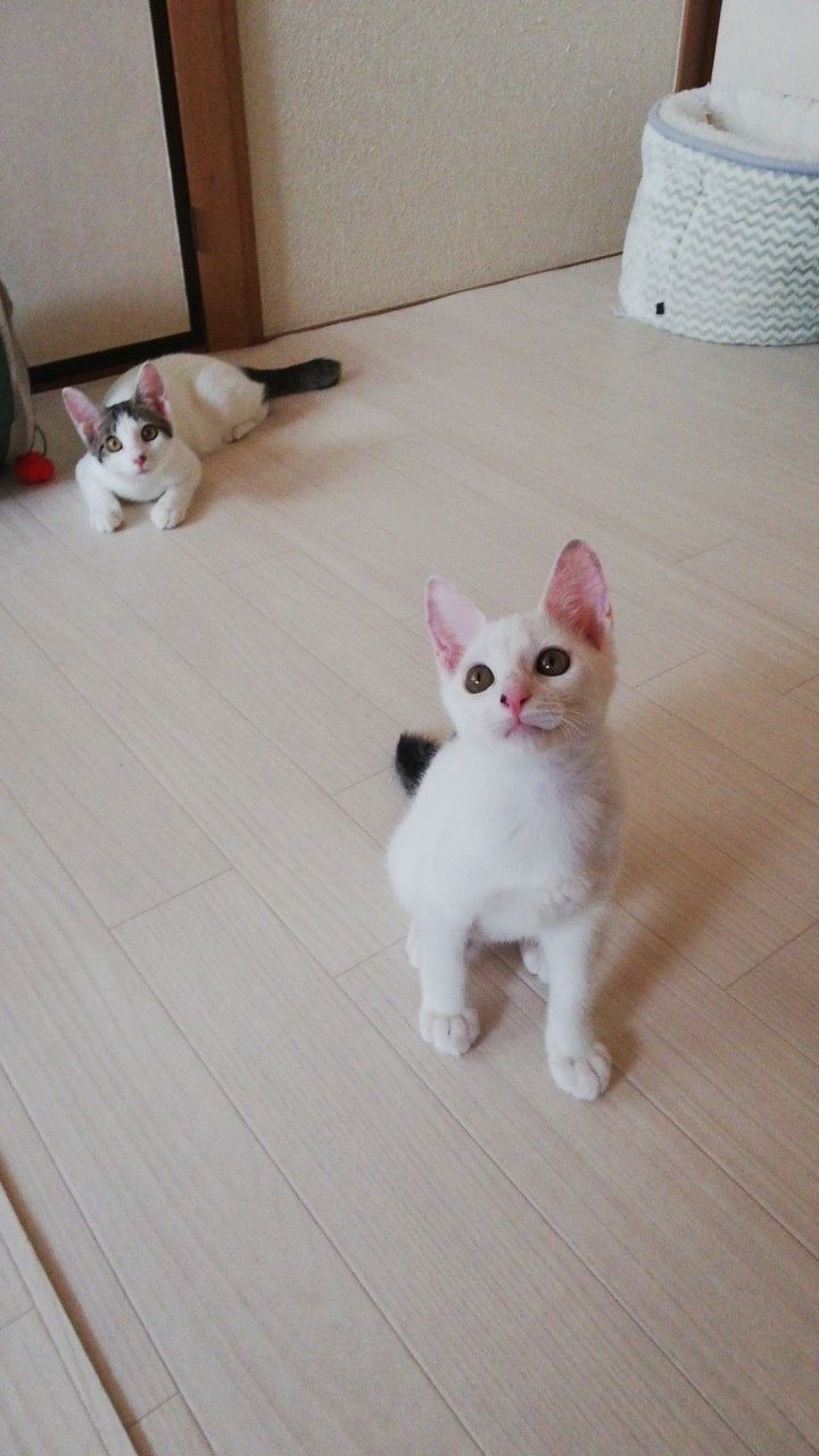 pet-image-3
