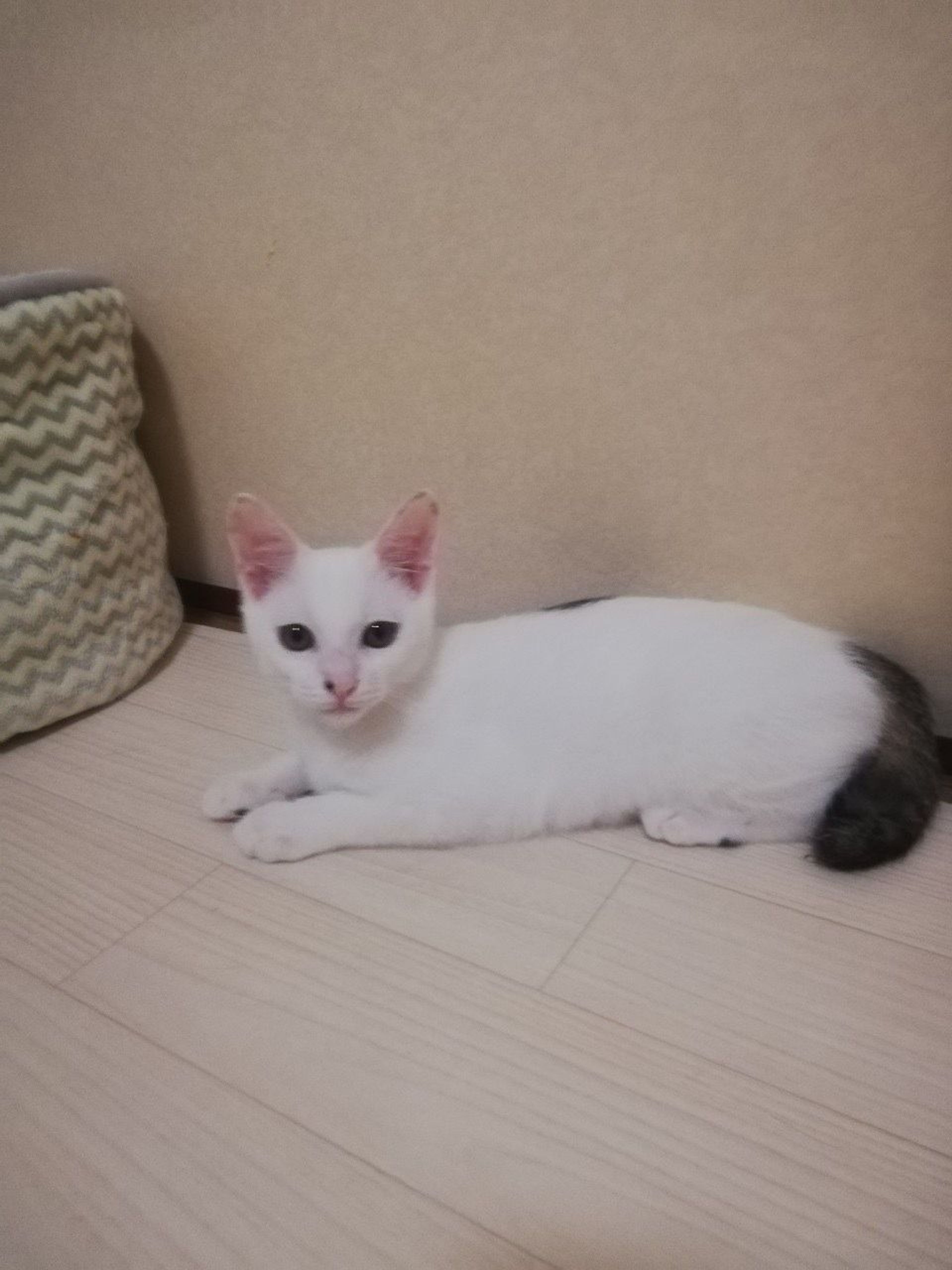 pet-image-4