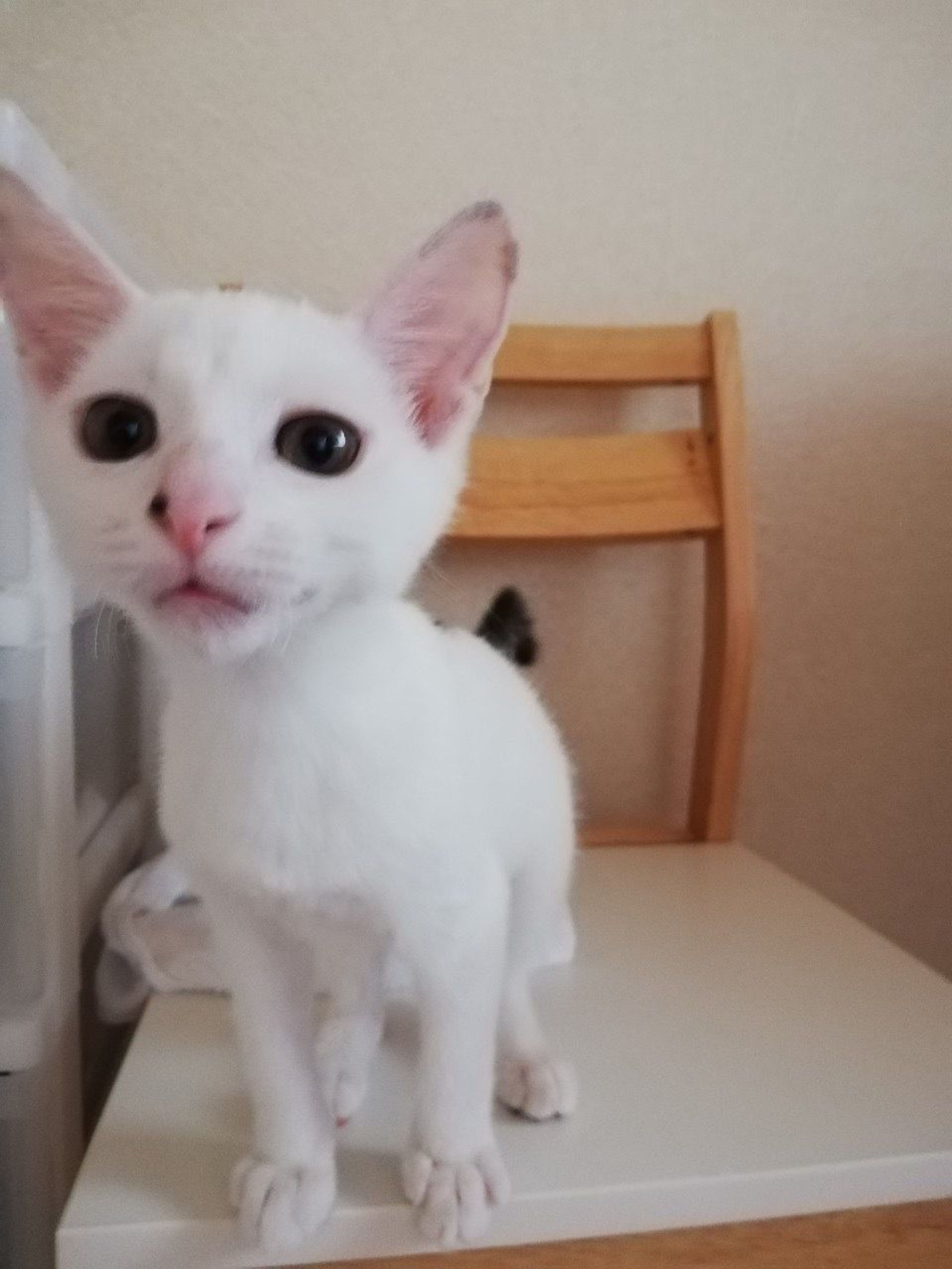 pet-image-5