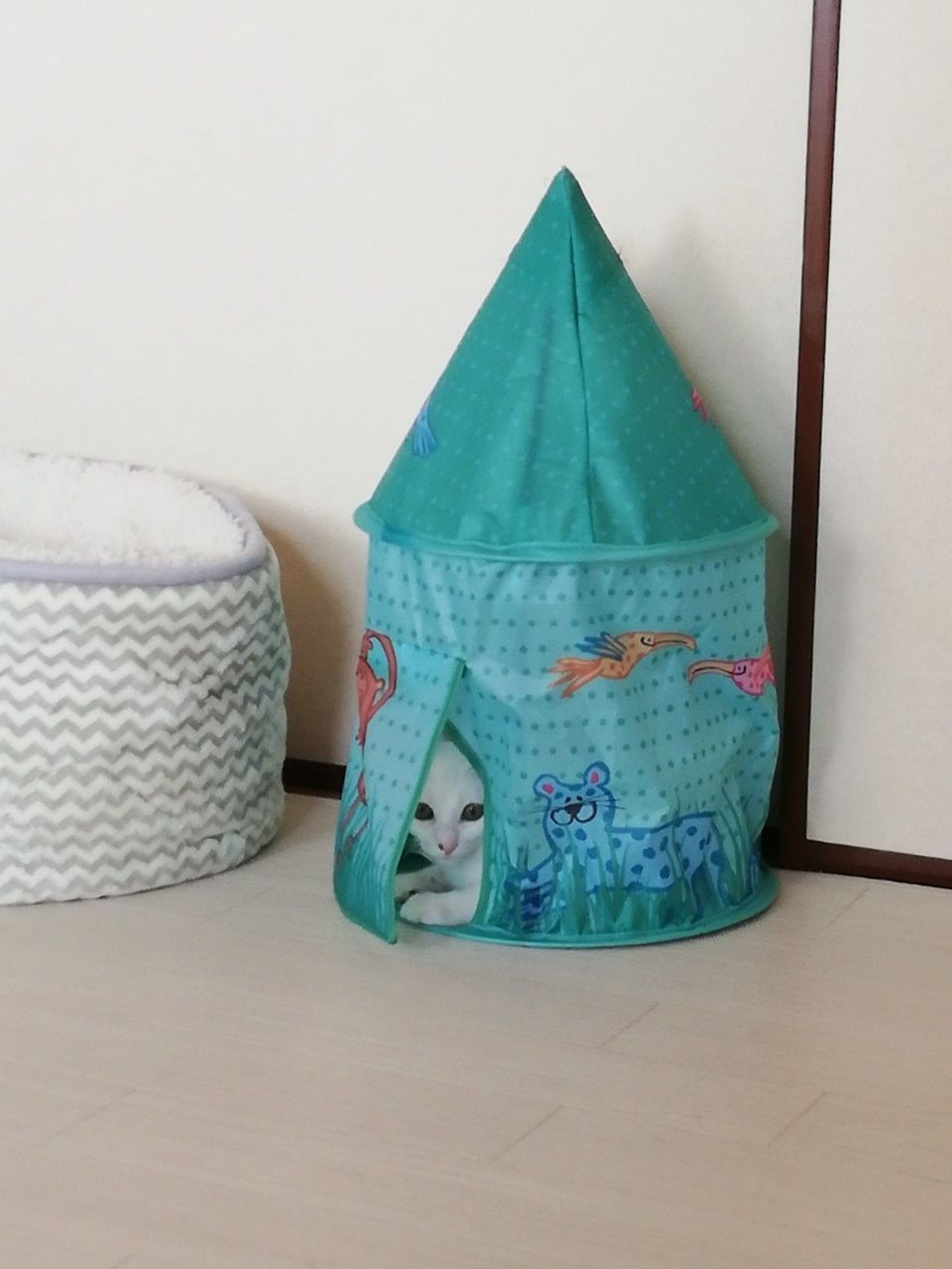 pet-image-6